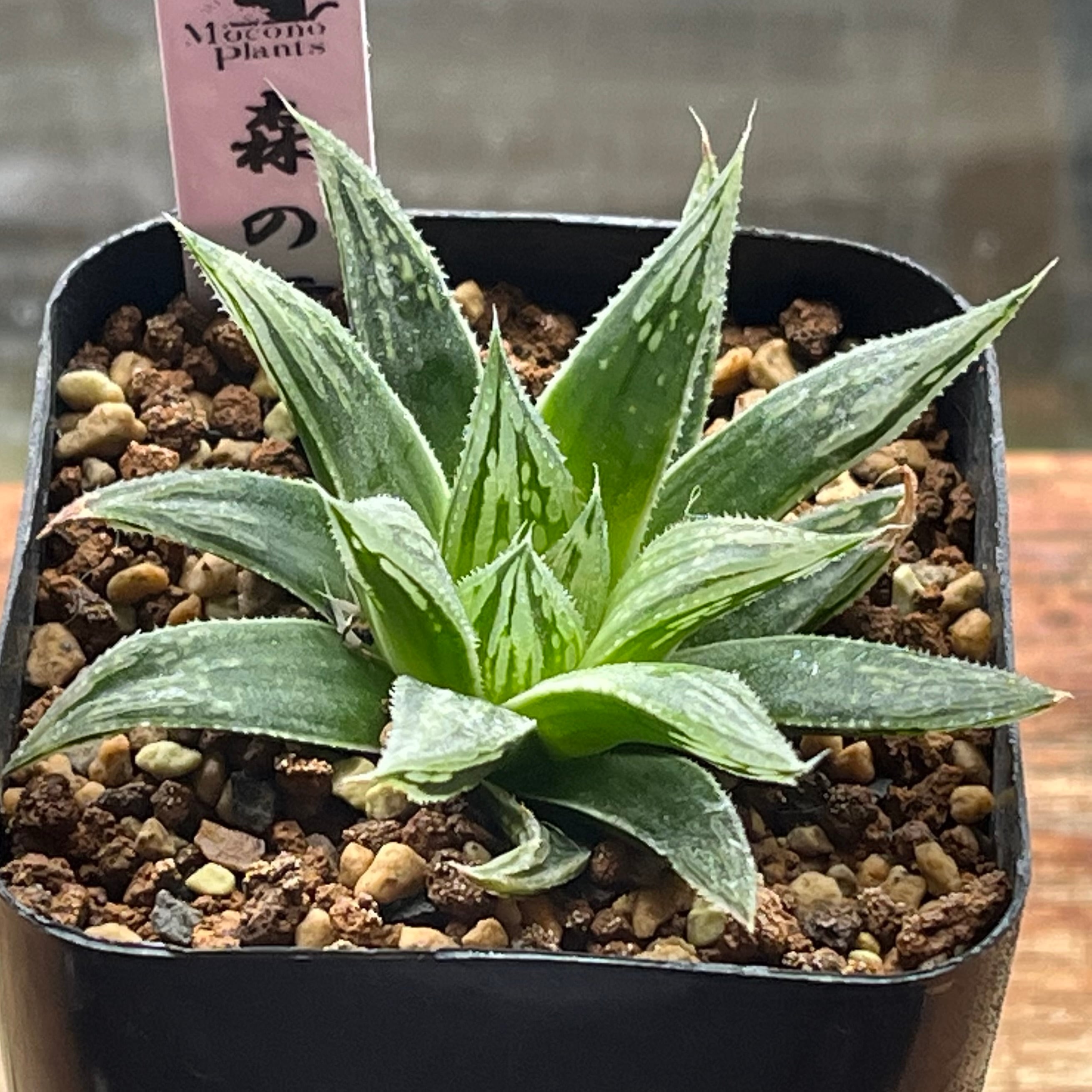 ハオルチア 森の雫 | mocono_plants