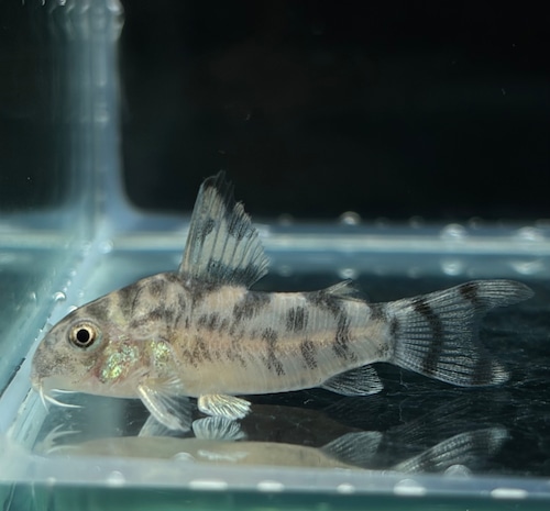 【繁殖候補】コリドラス ゼブリーナ CW111 約3cm 2匹 ペア