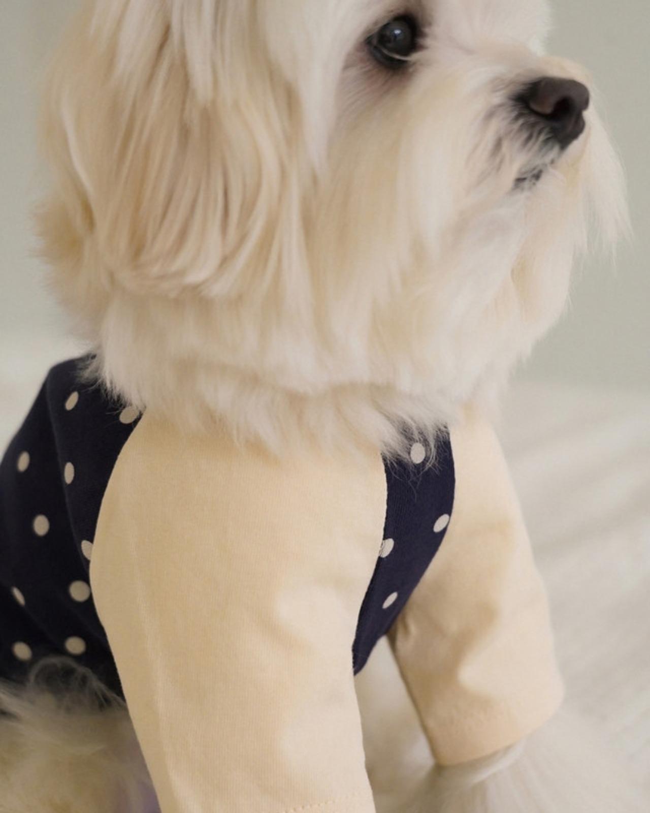 【予約】[ togethering ] Raglan Dot T-Shirt｜Navy - 10