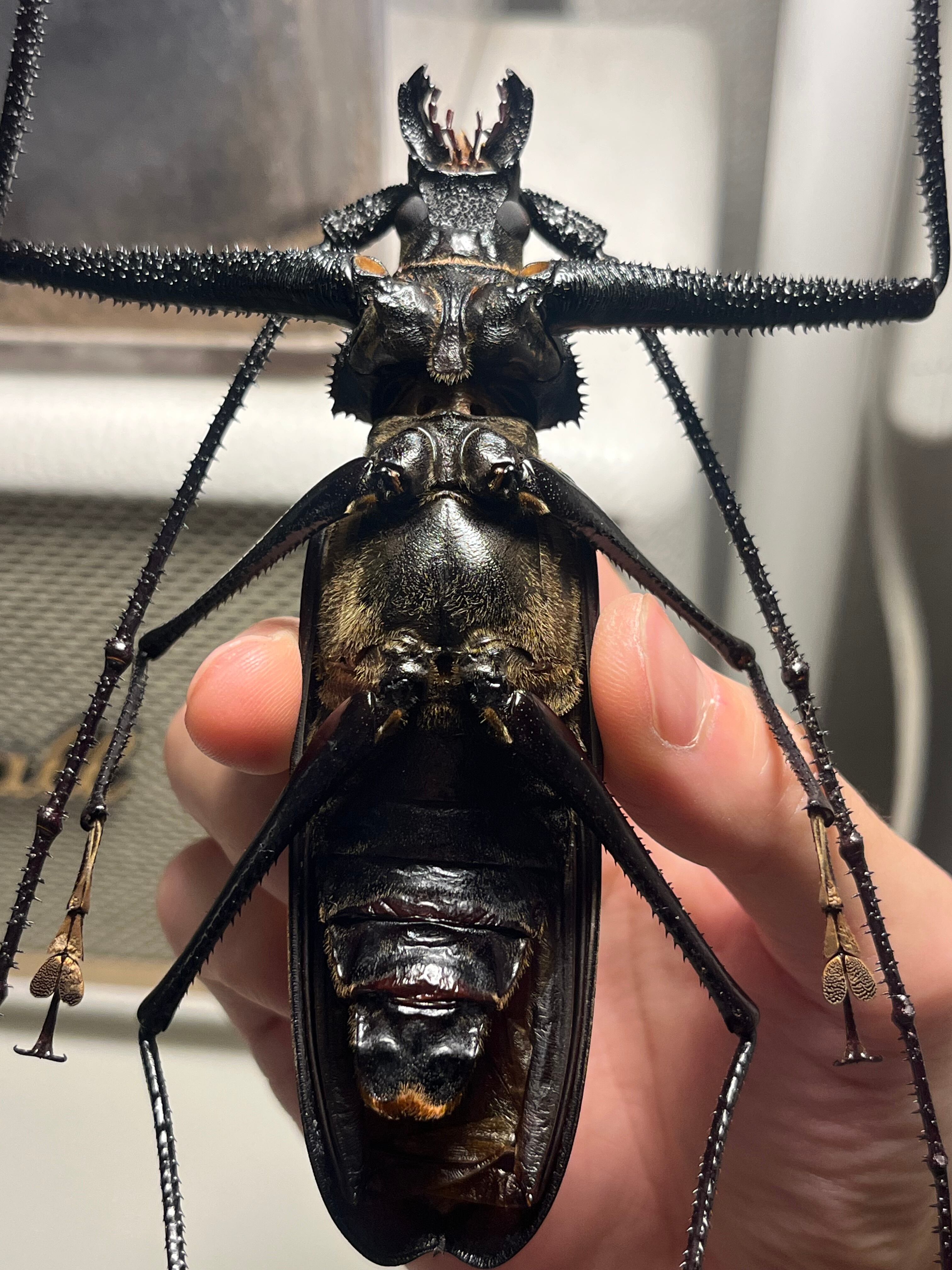 まとめ　【125mm♂】ハイエシオオウスバカミキリ オオウスバカミキリ標本など まとめ 【125mm♂】ハイエシオオウスバカミキリ オオウスバカミキリ