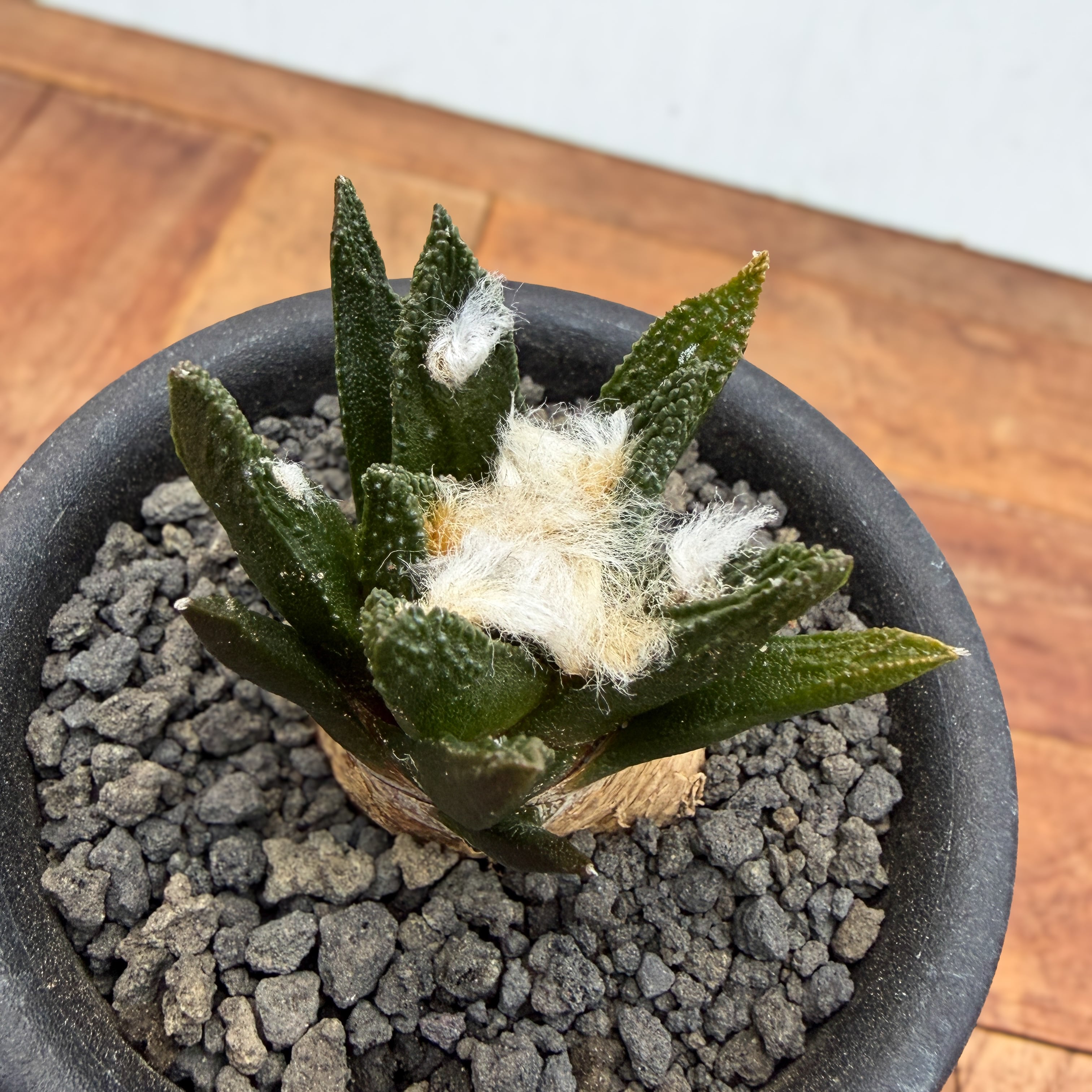 Ariocarpus bravoanus【アリオカルプス・ブラボアナス・実生