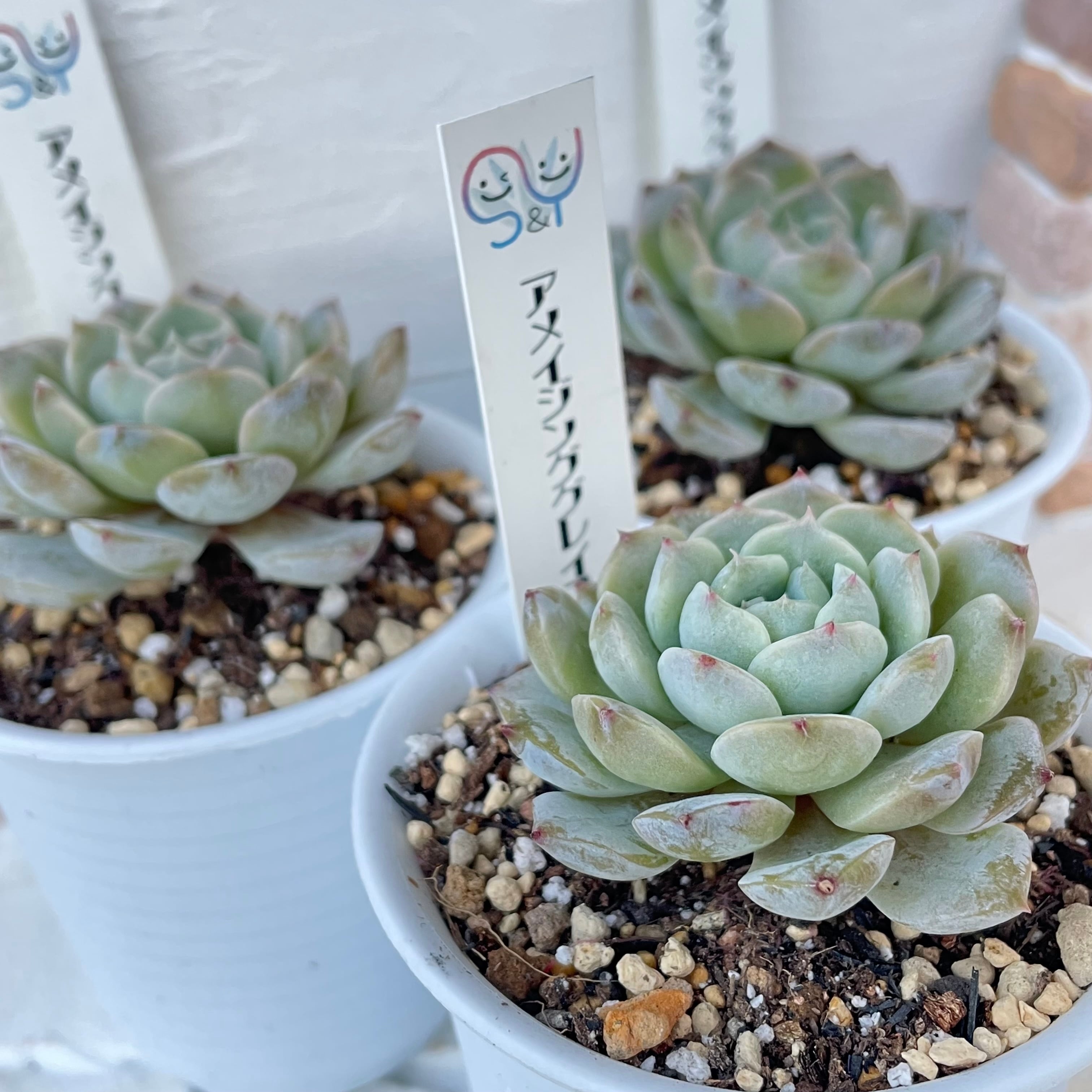 どでかサイズ　アメイジンググレース③ どでかサイズ アメイジンググレース③ 【公式通販】