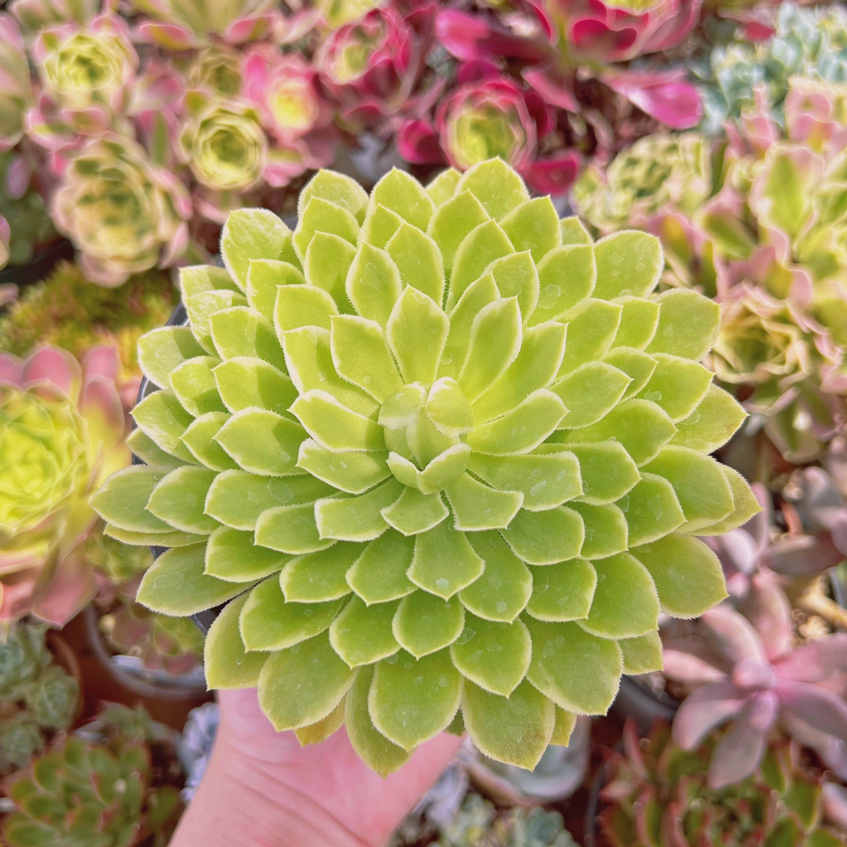 #902現物　多肉植物　emerald ice  特大　抜き苗