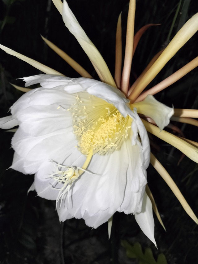 【訳あり品】Selenicereussp.巨大花　６号鉢　あんどん仕立て