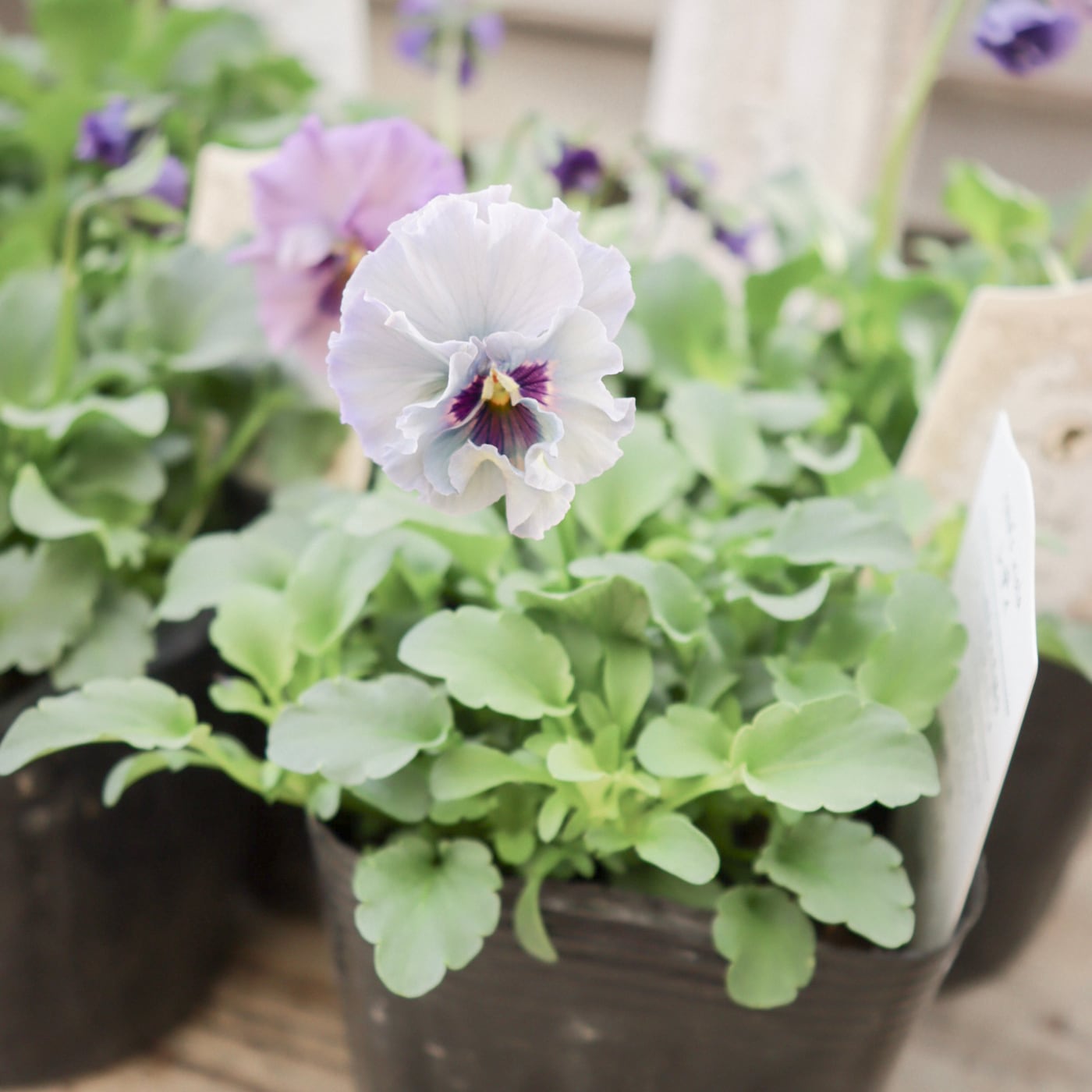 ビオラ『レディ』｜透け感のある花色が美しい 希少な育種ビオラ（残り