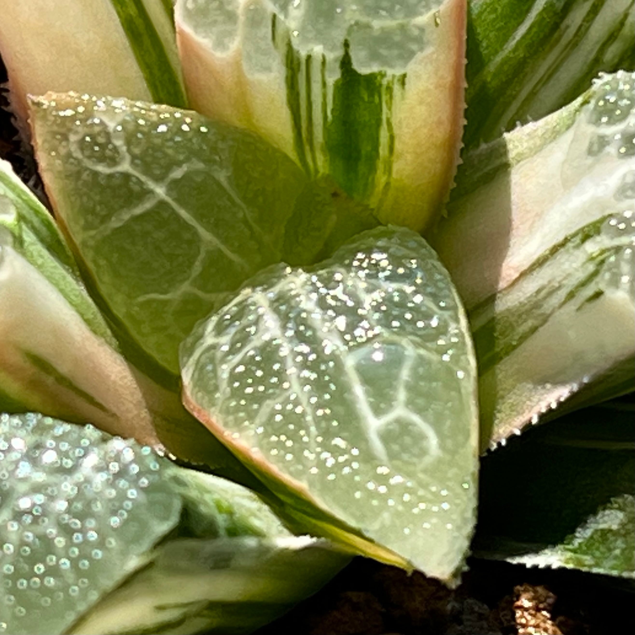 ハオルチア 超特網コレクタ錦 | mocono_plants