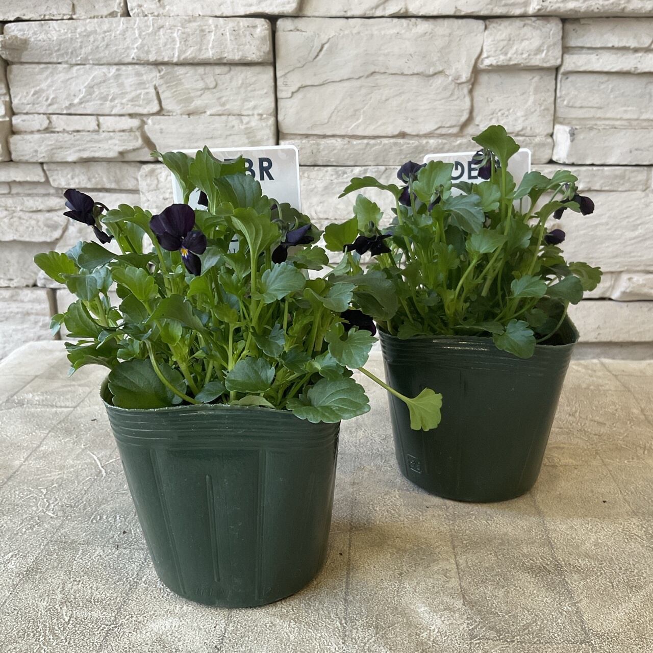 ビオラ 魅黒 3.5寸ポット | 橋本種苗園