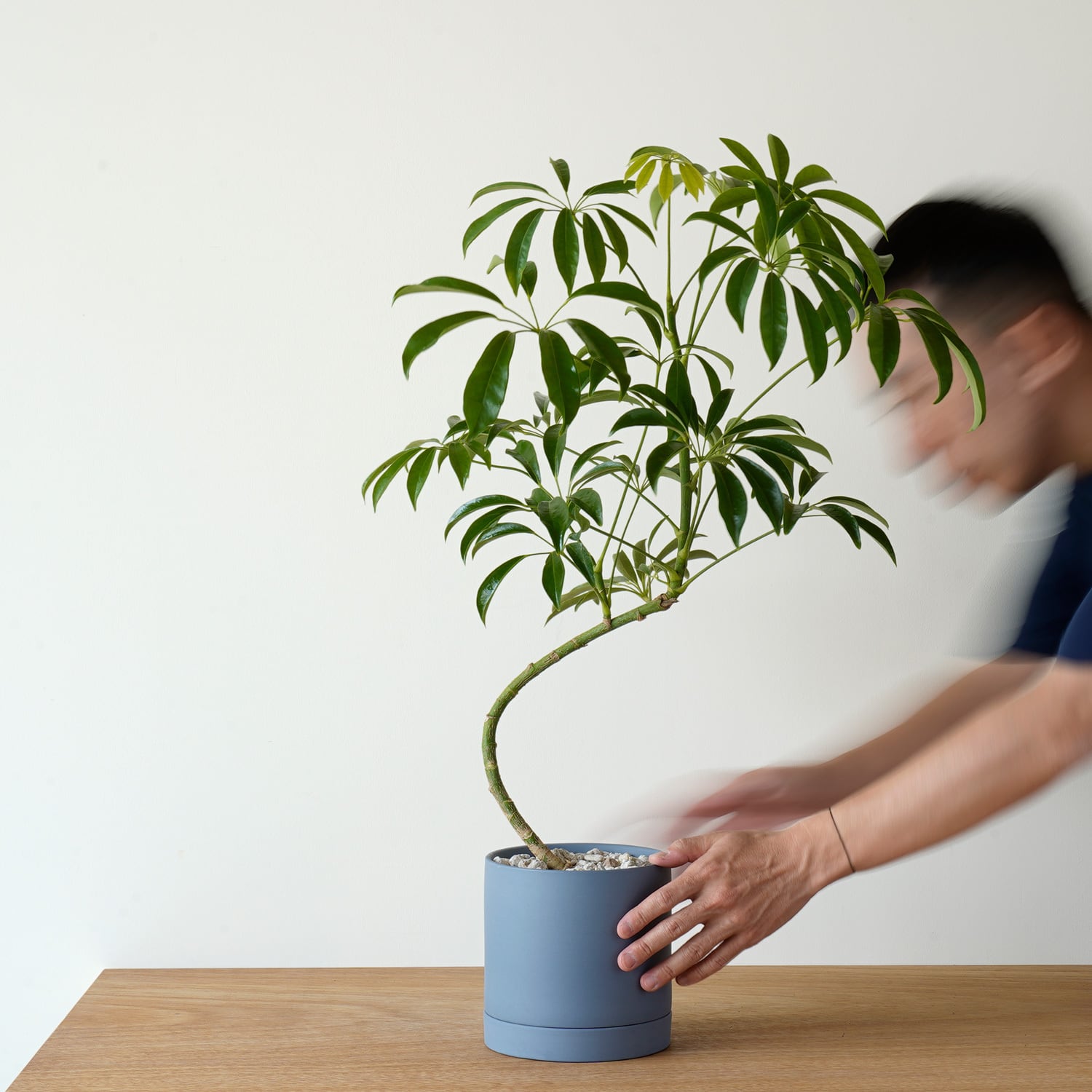 AYANAS（アヤナス）｜観葉植物のセレクトショップ・通販