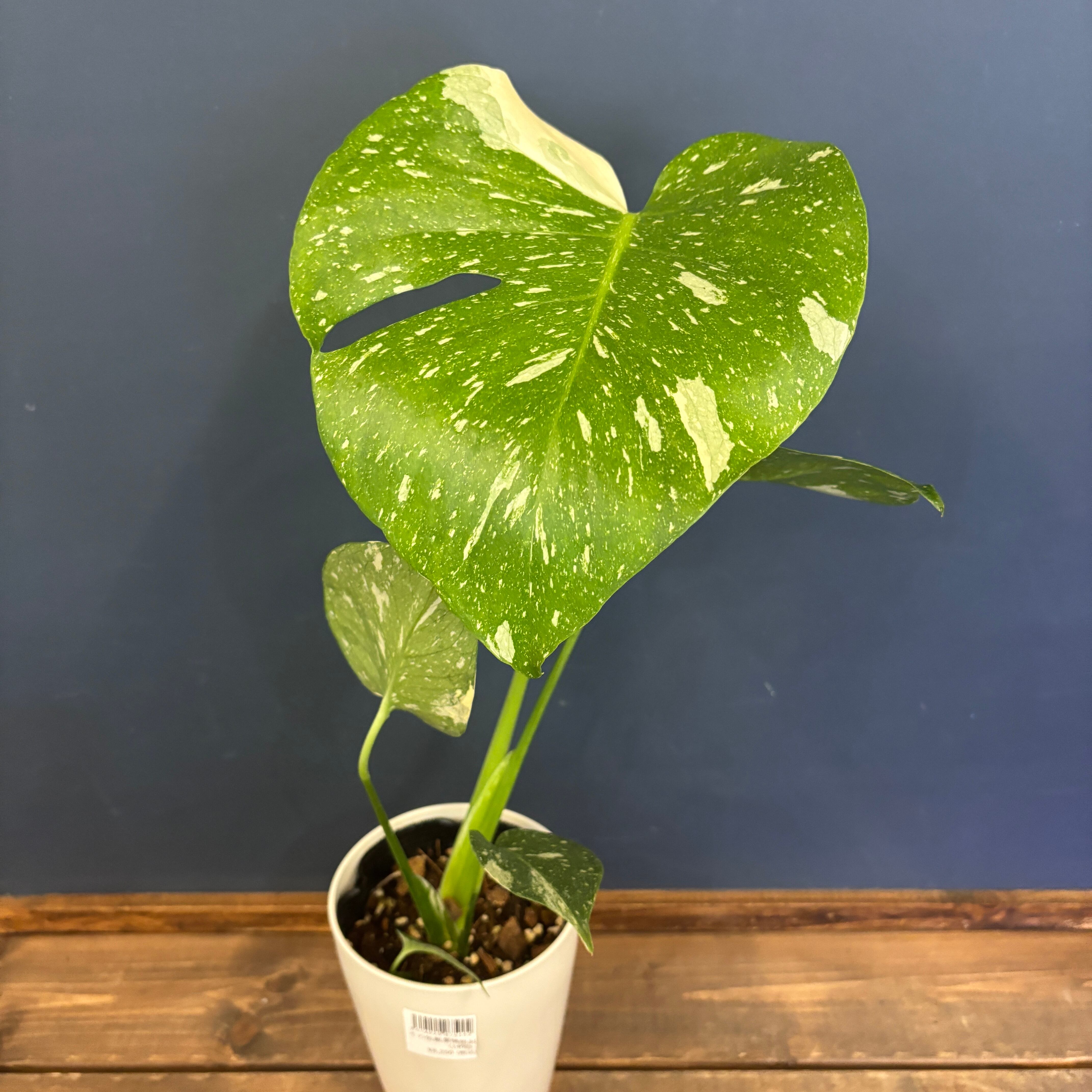 Maefull Greens　モンステラ　タイコンステレーション引取り限定 Maefull Greens モンステラ タイコンステレーション引取り限定