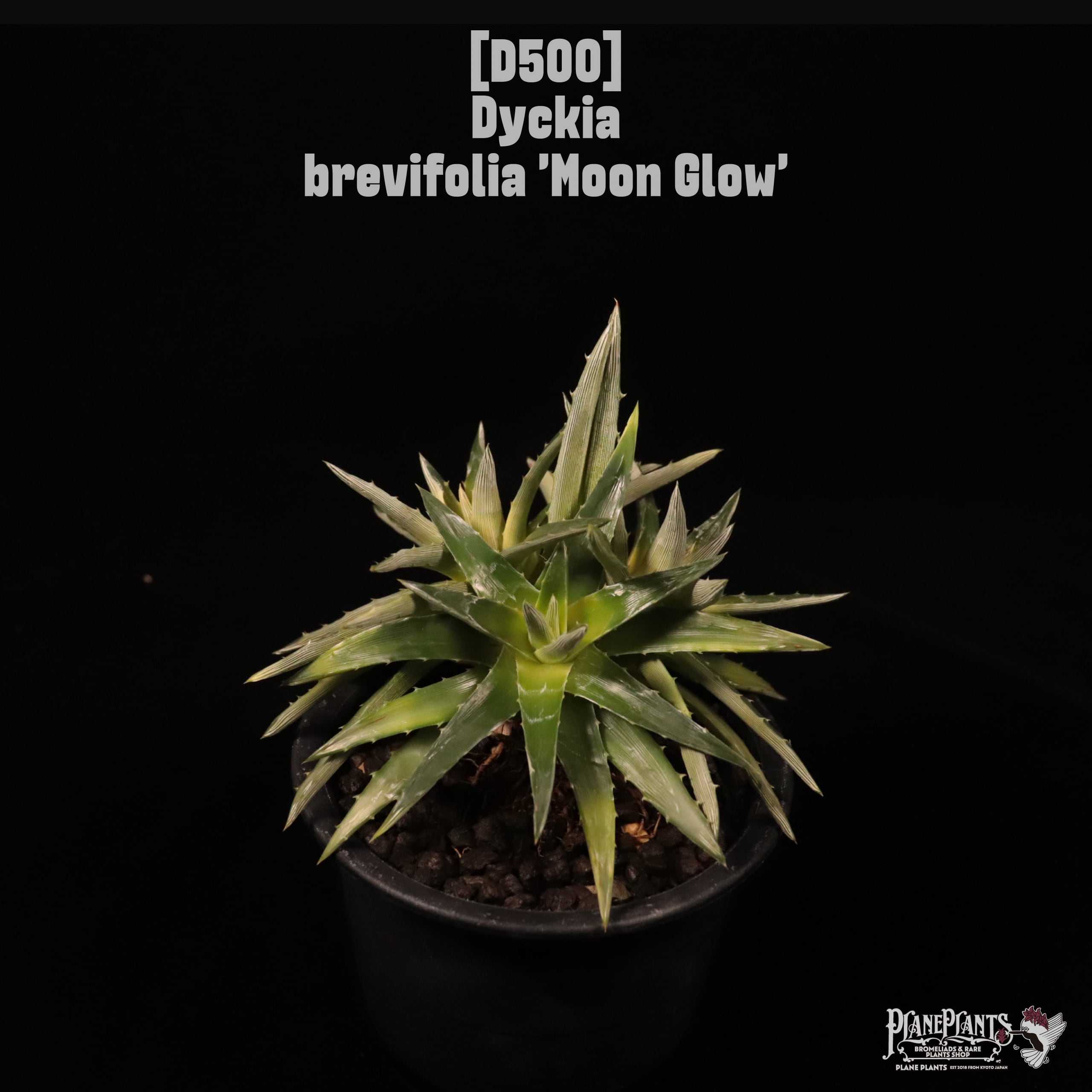 Dyckia brevifolia 'Moon Glow'〔ディッキア〕D500