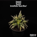 Dyckia brevifolia 'Moon Glow'〔ディッキア〕D500