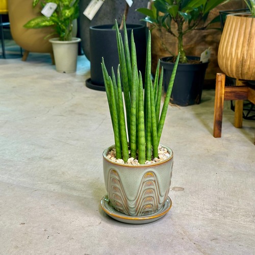 サンスベリア・バキュラリス