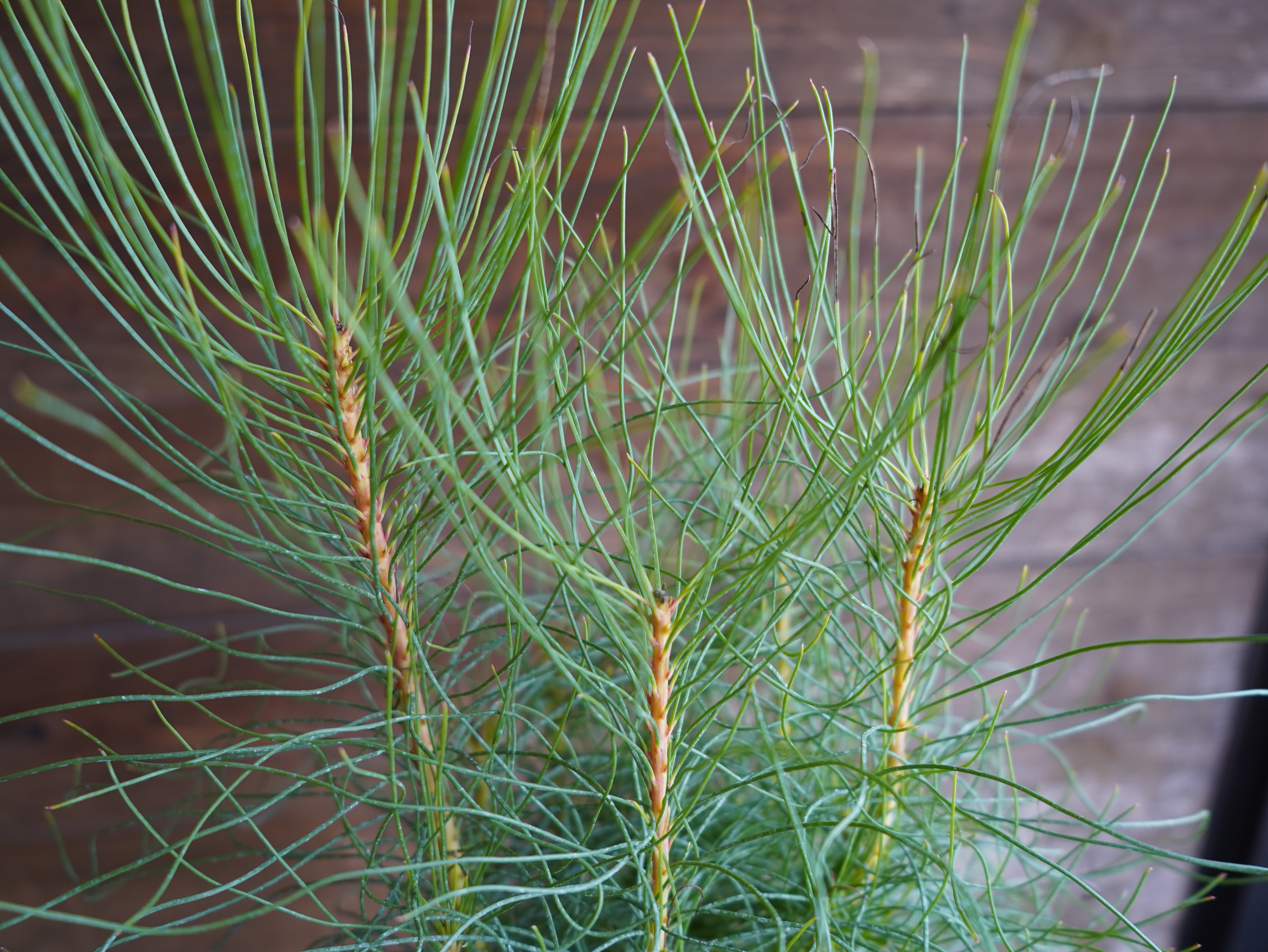 【現物】オーラックス カンセラータ ”ブロンズヘイズ” A