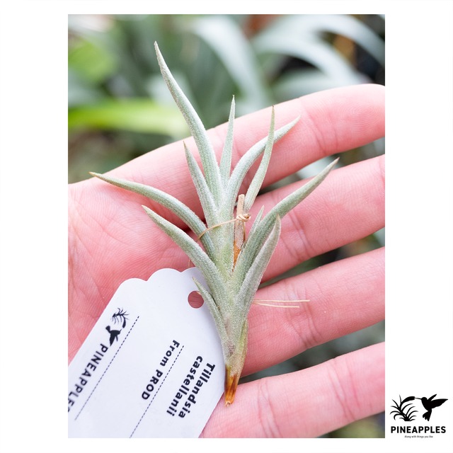 Tillandsia castellanii