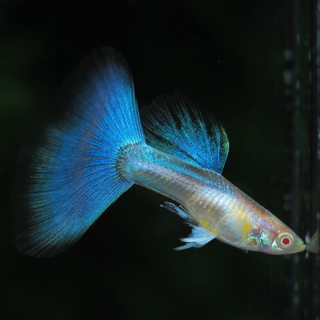 【専用】RREAブルートパーズ　1ペア