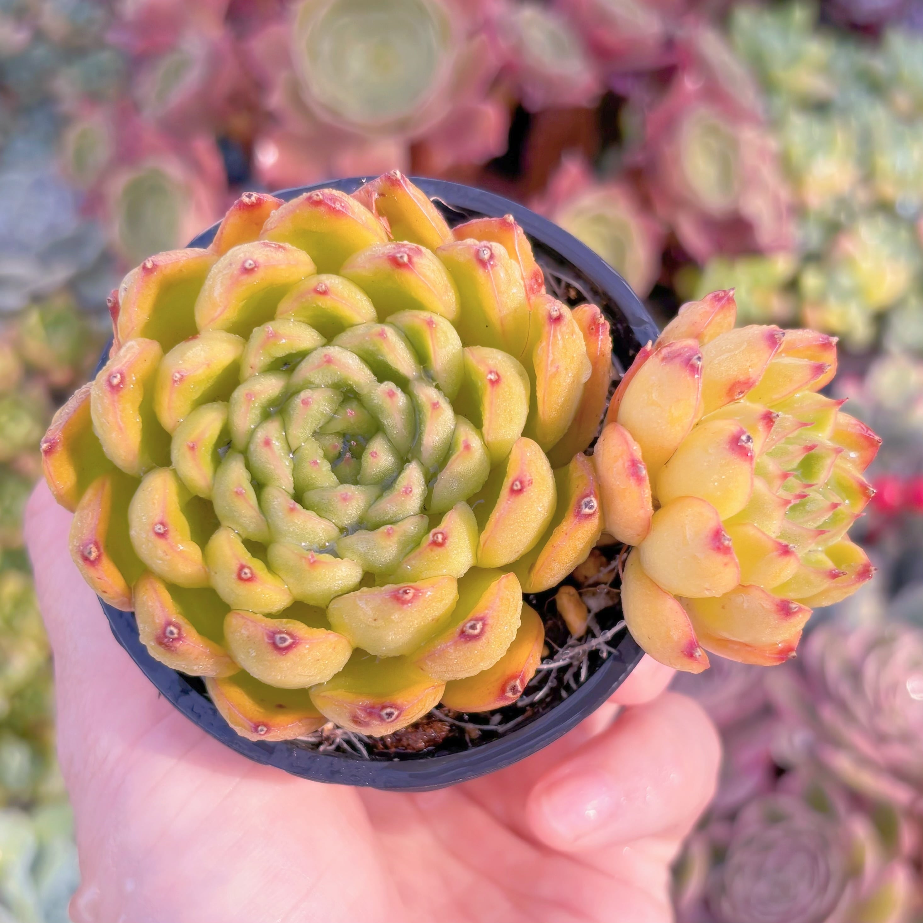 現品　閃光#C29　群生　るる農園