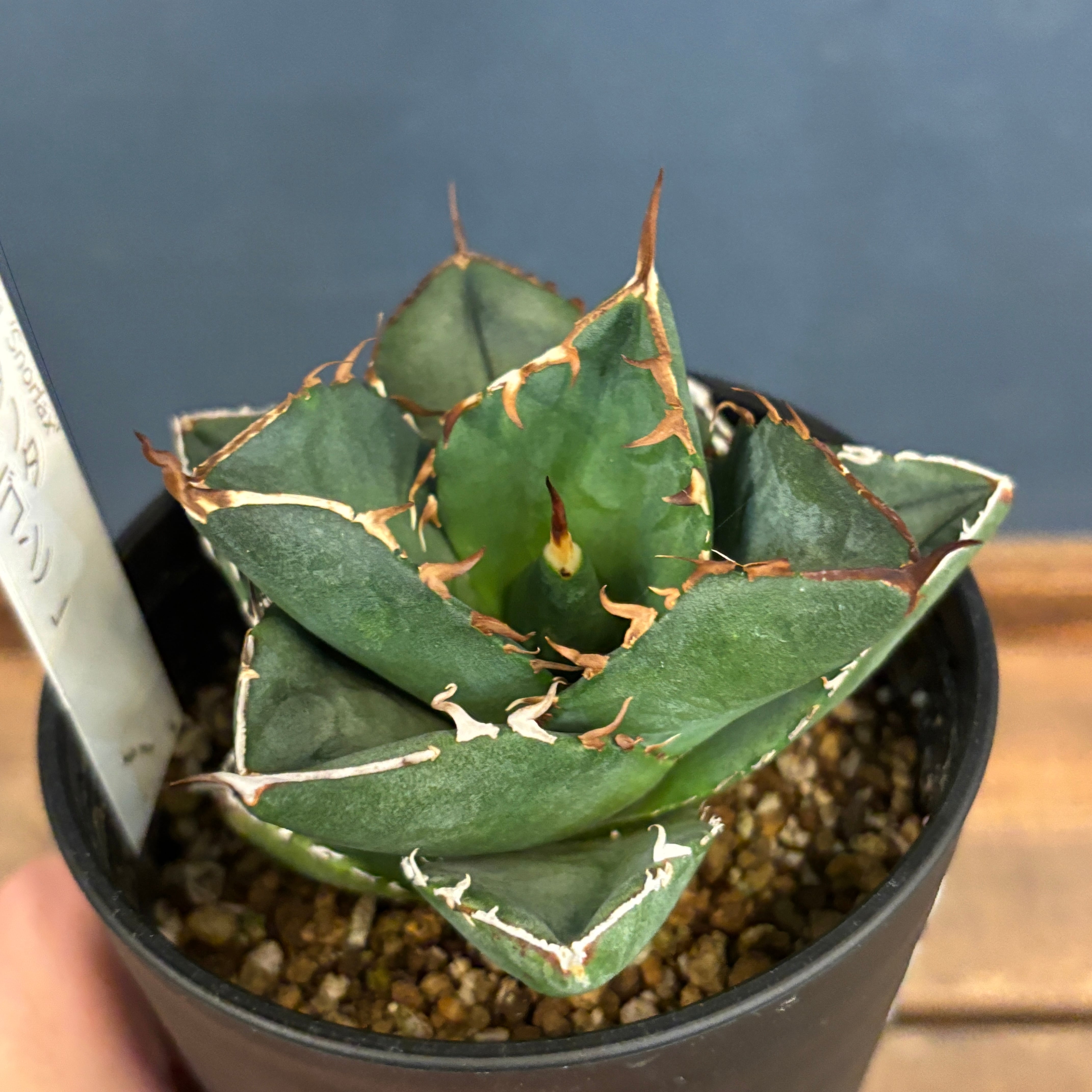 カビゴン アガベ チタノタ カビゴン【734】 | PROTOLEAF プロトリーフ