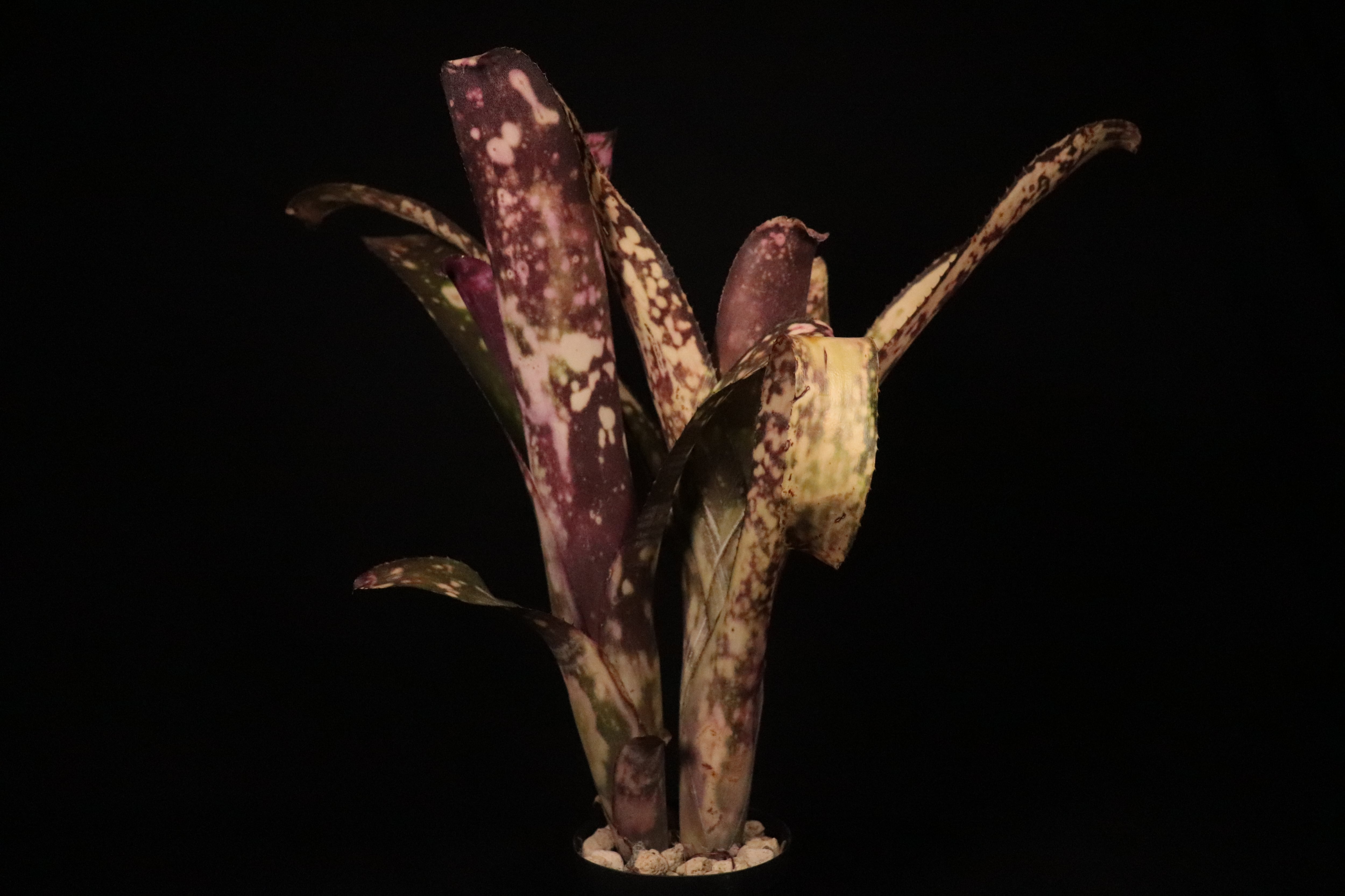 ブロメリア・エアープランツ Billbergia Kawanas Panache reserved】Billbergia 'Kawanas Panache'〔ビルベルギア〕現品発送