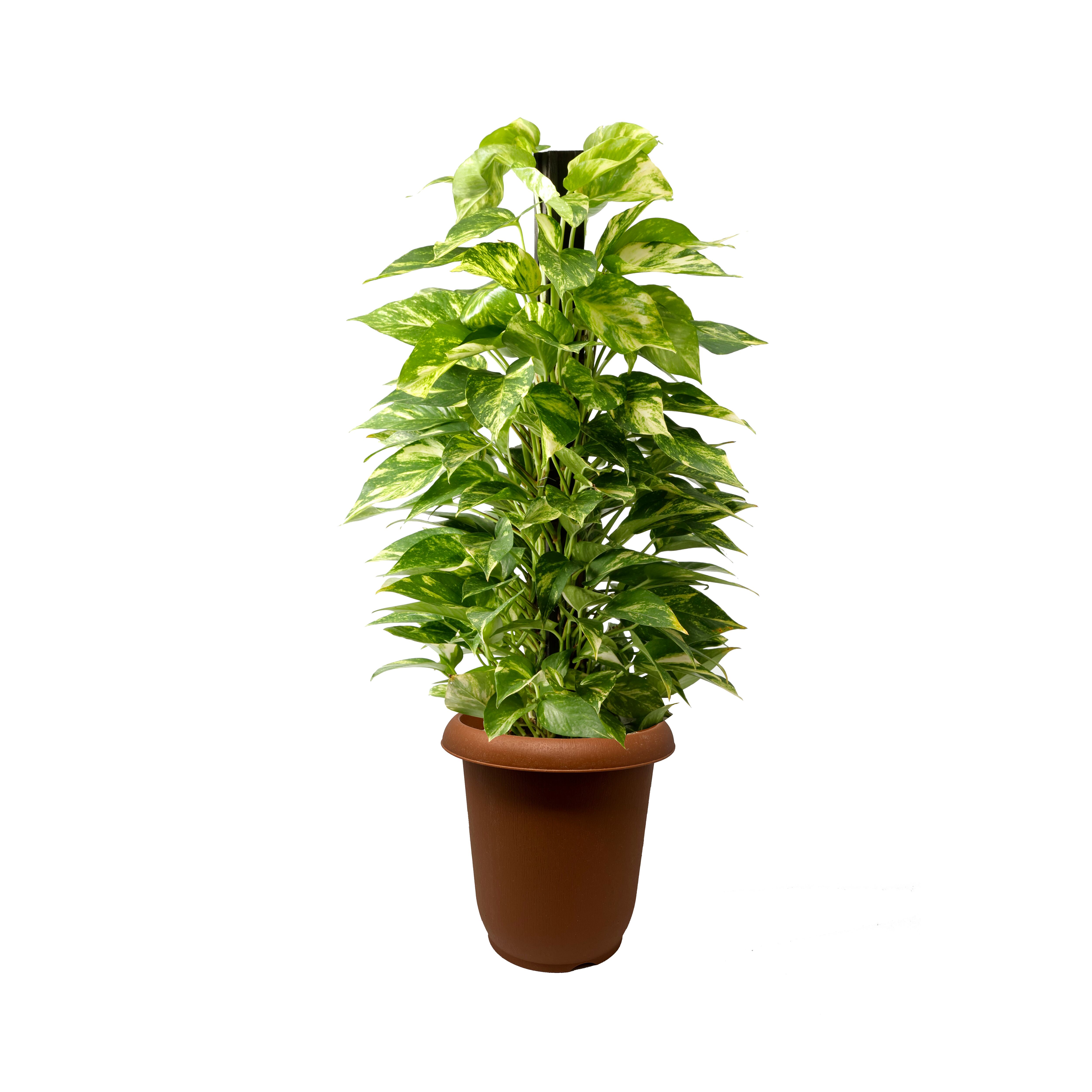 ホマロメナsp. シルバーバレット Homalomena sp. Silver Bullet | PAY ID