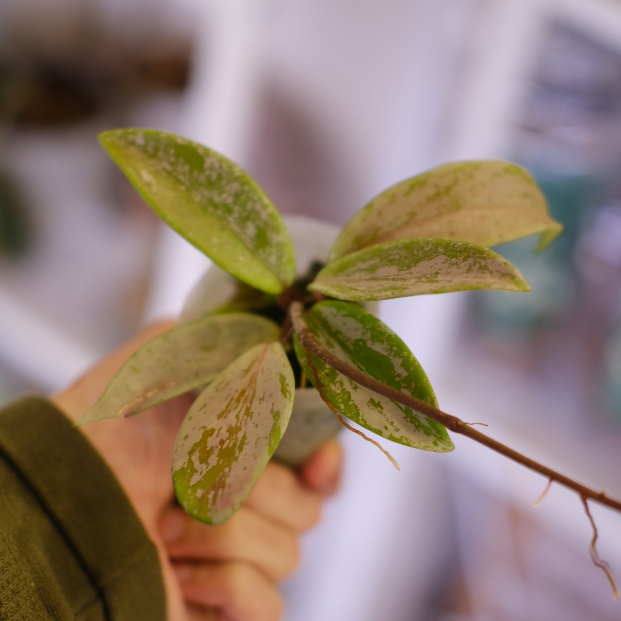 Hoya pubicaly x Pink Silver Ghost｜ホヤ プビカリクス×ピンク シルバーゴースト