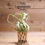 【送料無料】streptophylla M〔エアプランツ〕現品発送T2753