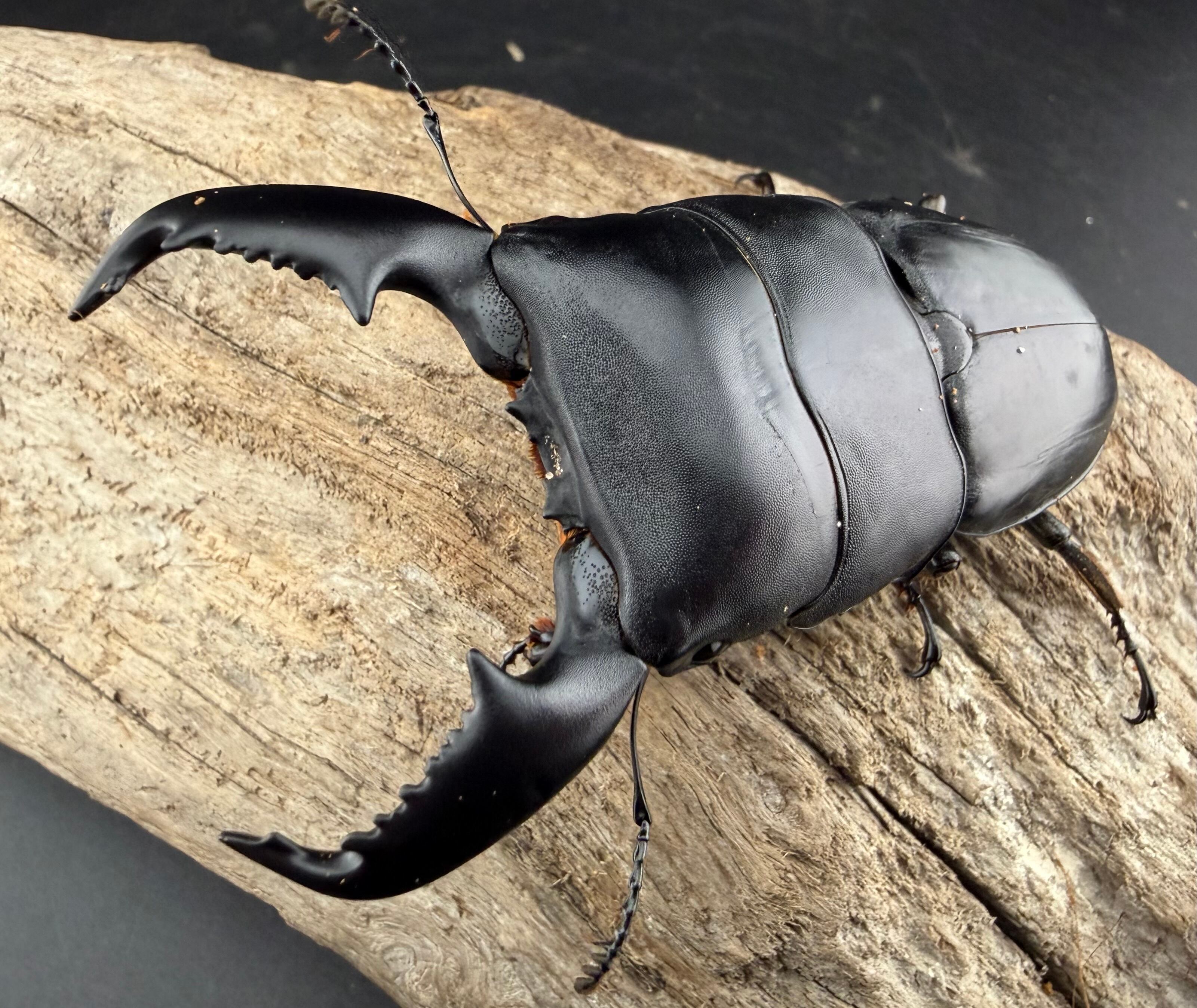 WD】《チェンミヤマ メトク産 33mm ♀単》 | KPW公式オンラインショップ