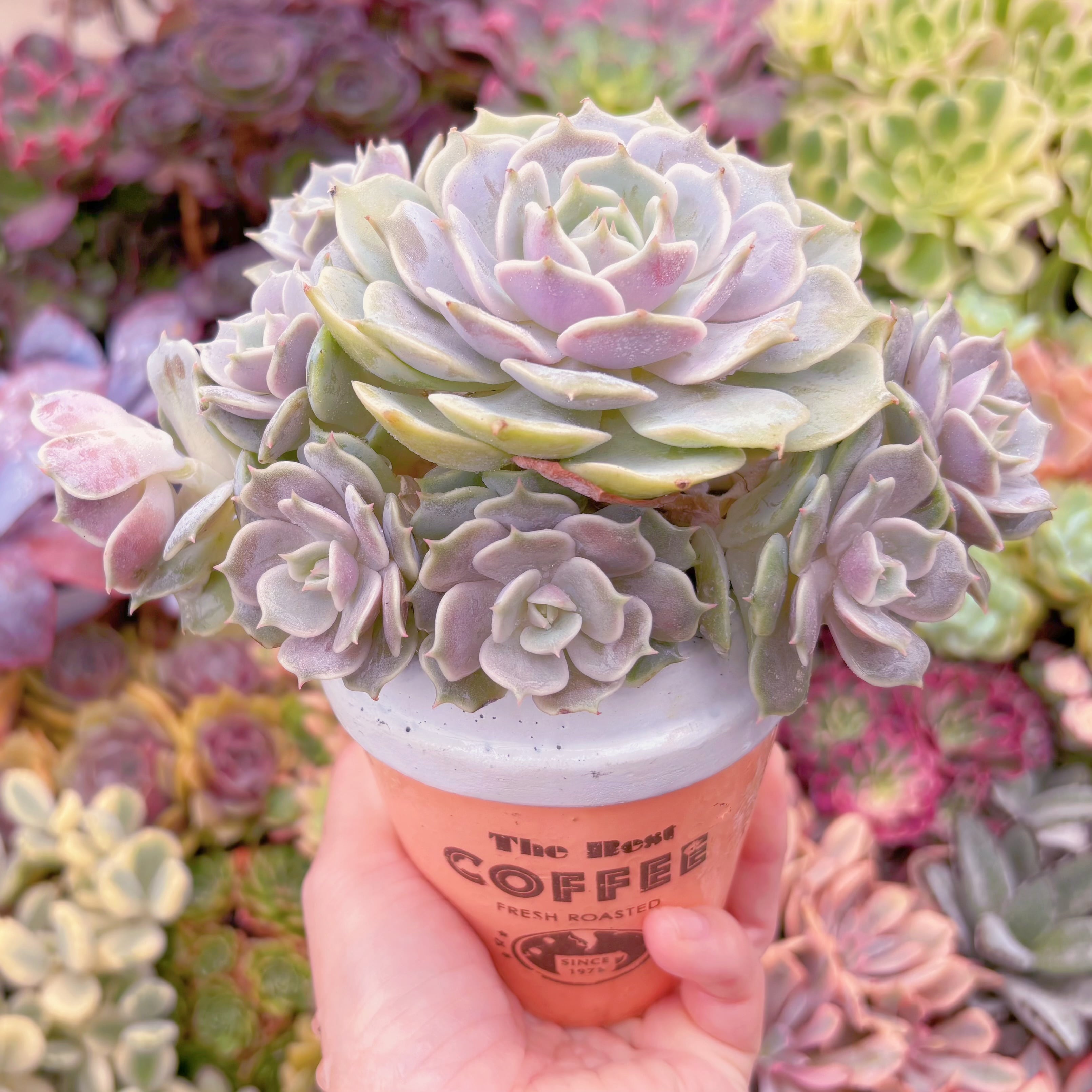 現品　ローラ#579　大群生　新入荷　るる農園