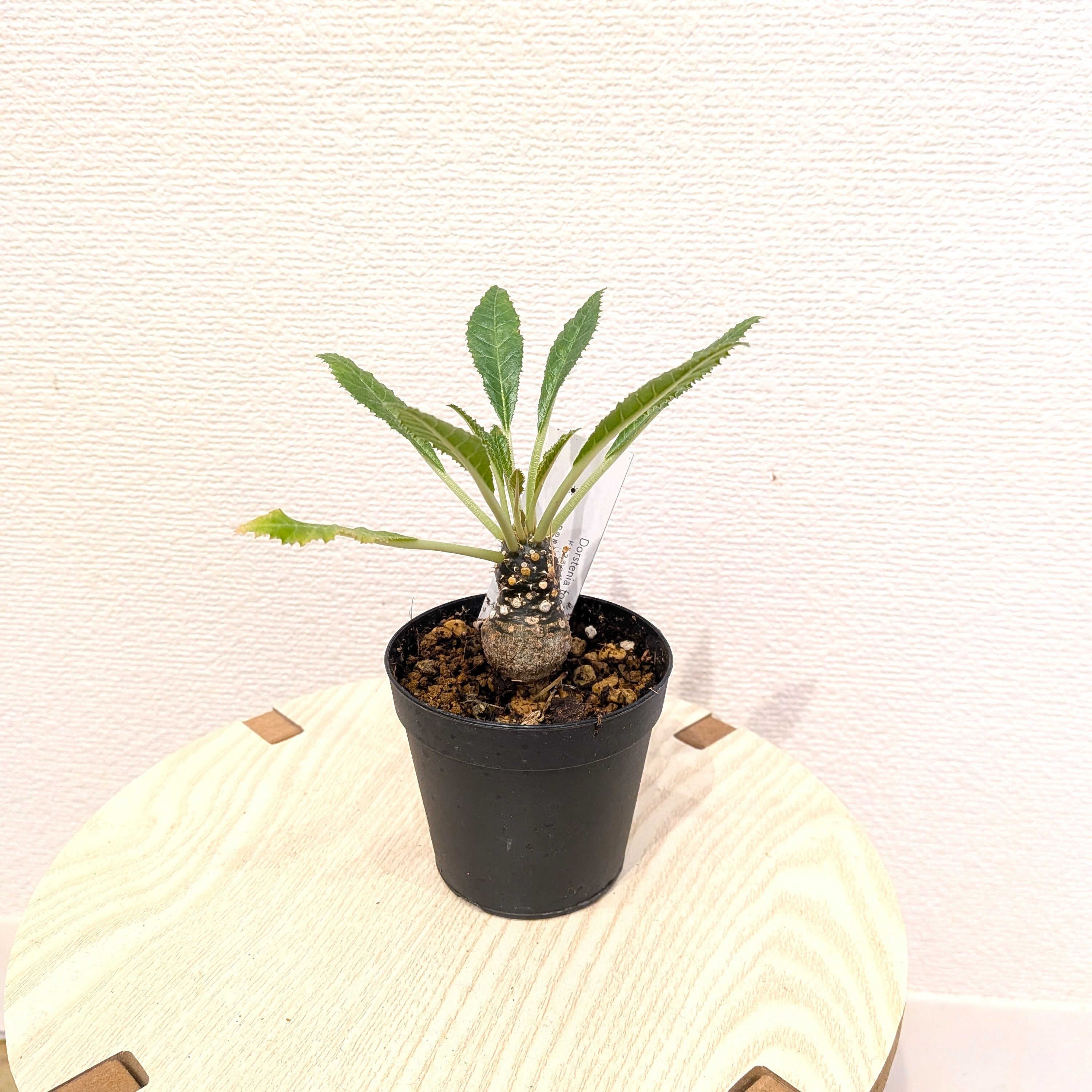ドルステニア・フォエチダ | PLANTSHUSET