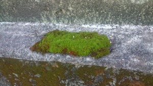 こけ