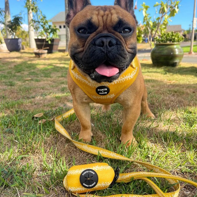 ハーネス / PORTS + PAWS ハワイ 犬 プアケニケニ