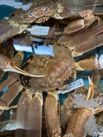 山陰冬の味覚の王者＜松葉ガニ＞雄/大サイズ/800g～1000ｇ【吟醸蒸し】【冷蔵】