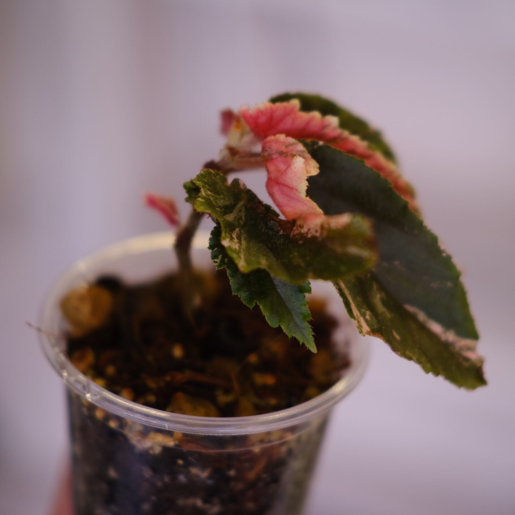Begonia ginny galaxy│ベゴニア ジニー ギャラクシー⑥│観葉植物