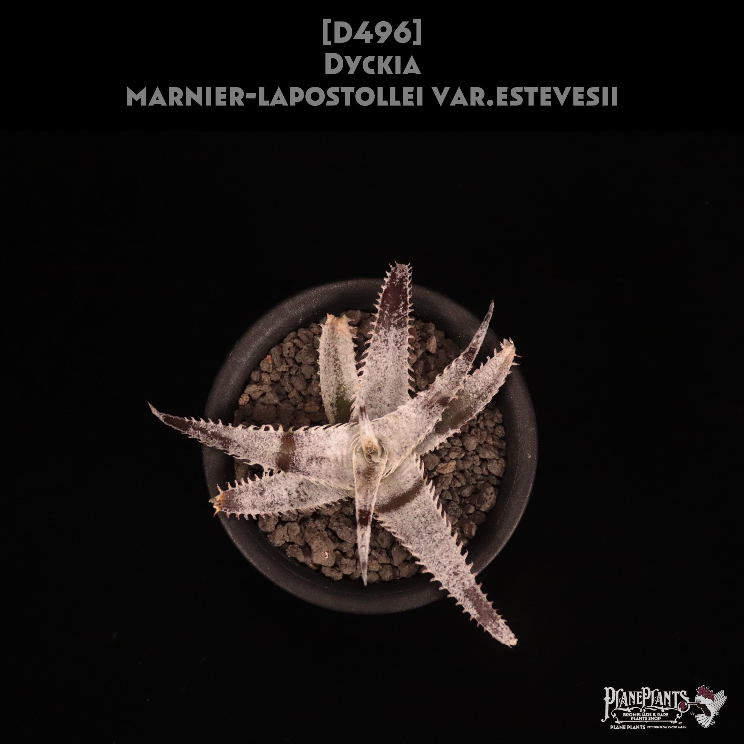 【送料無料】Dyckia marnier-lapostollei var.estevesii〔ディッキア〕現品発送D496