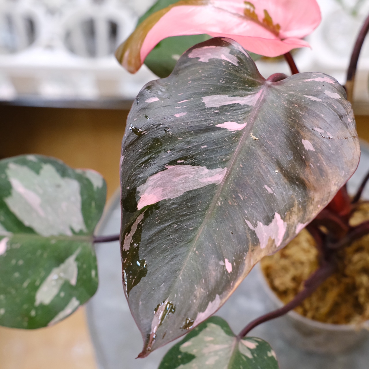 フィロデンドロン・ピンクプリンセス マーブルギャラクシー