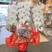 農家直送　大輪　胡蝶蘭　鉢植え　A-73