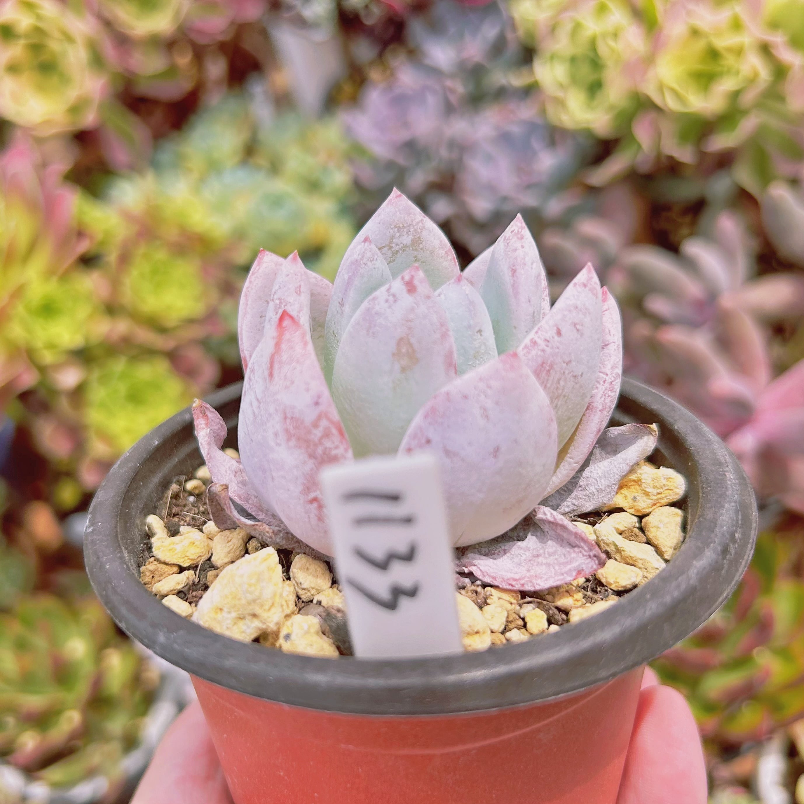 1133現物 多肉植物 夢雪 抜き苗 | るる農園~多肉植物専門