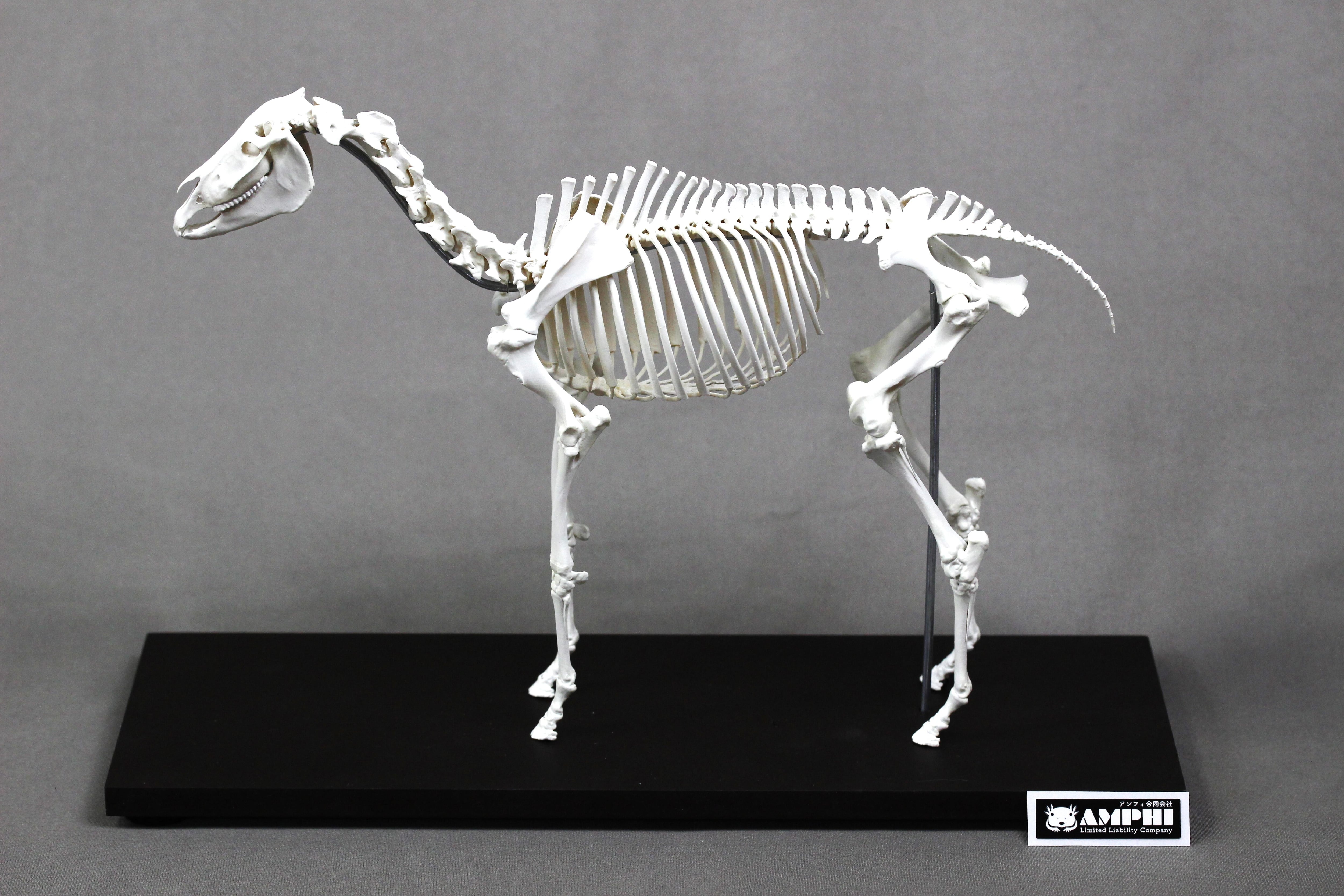 サーベルタイガー 原寸大頭骨レプリカ【 スミロドン Smilodon fatalis