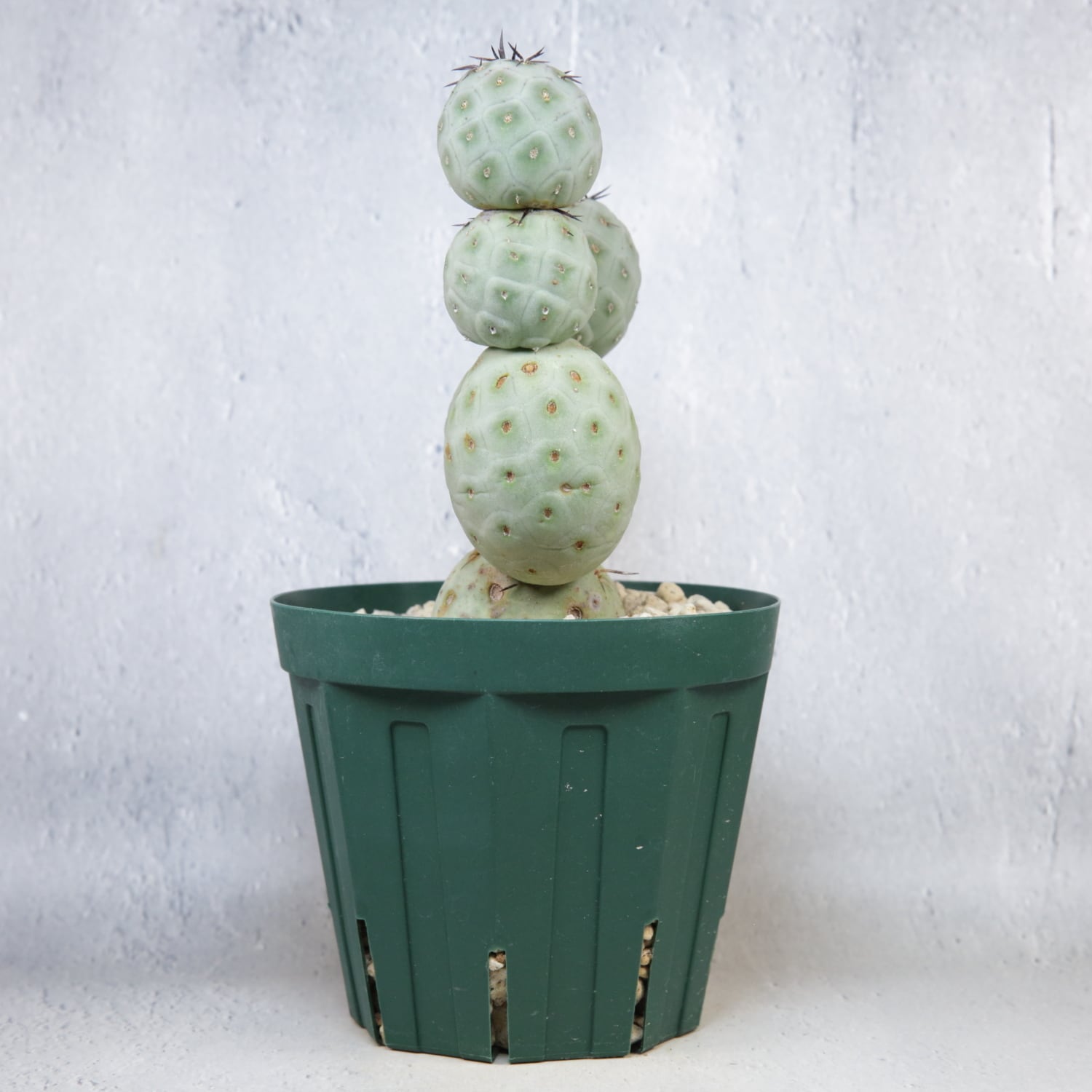 大球 6球 棘無し テフロカクタス ゲオメトリクス | LIGHTHOUSE.PLANTS