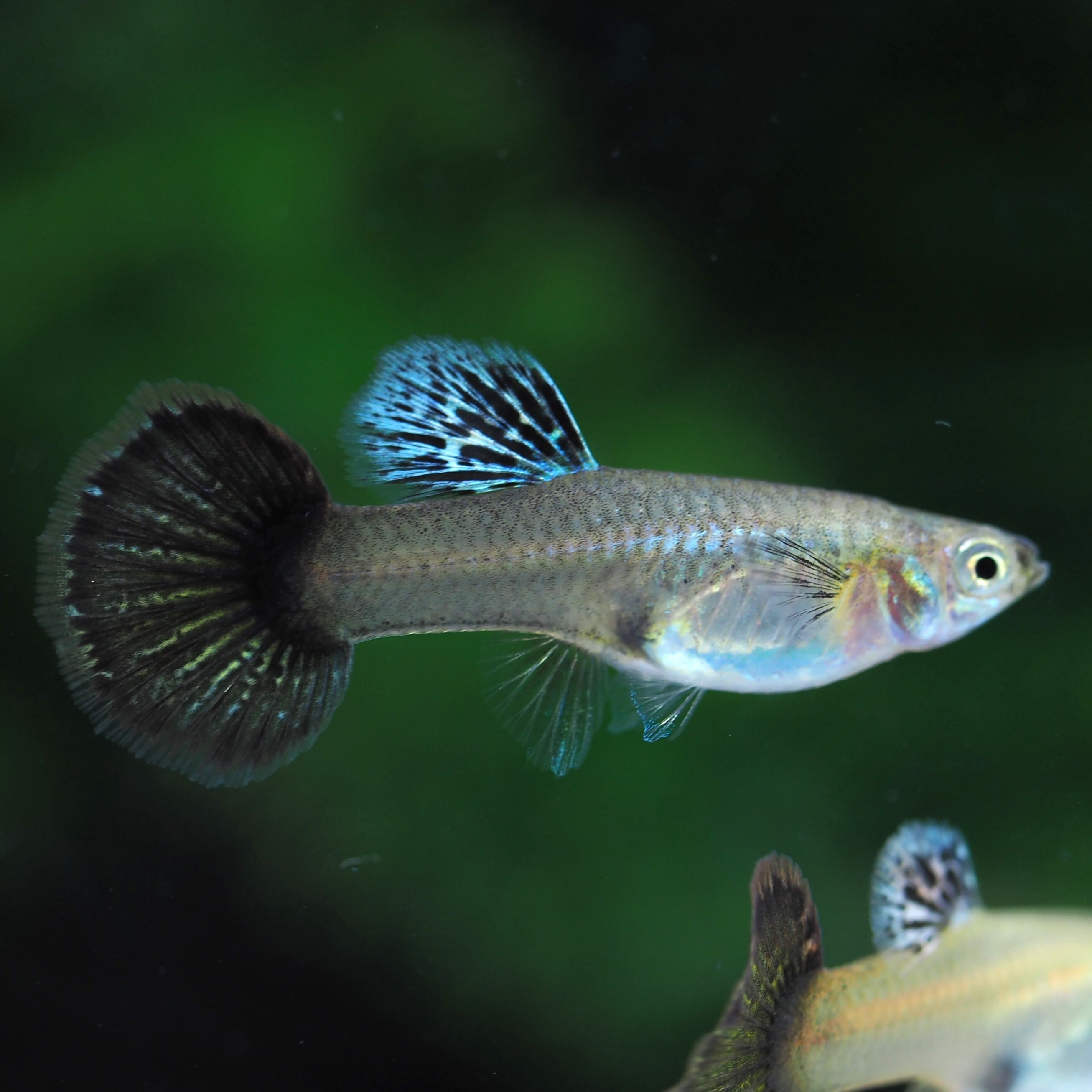 レッド ドラゴン リッボン グッピー