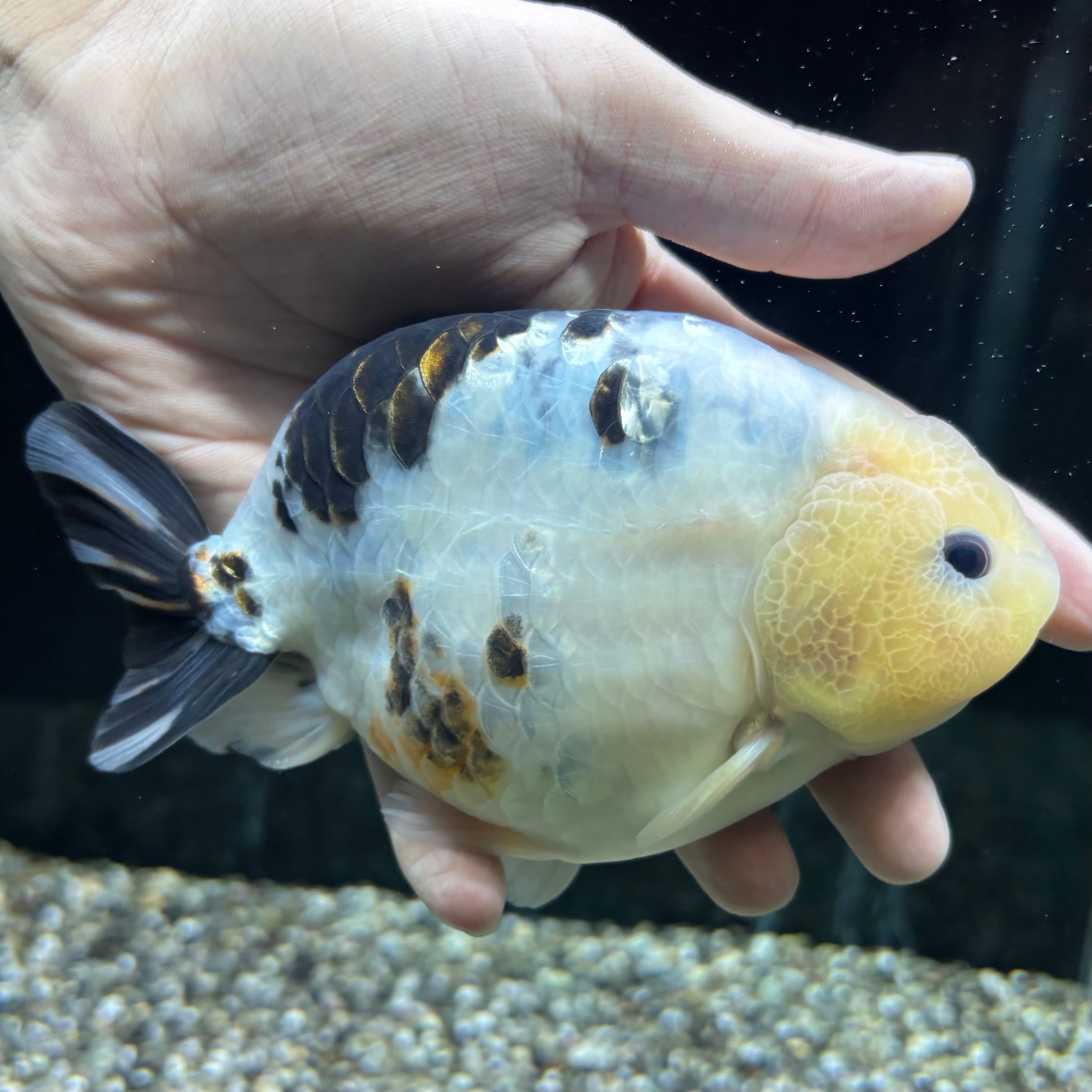 らんちゅう | 金魚・熱帯魚専門店 AquaPro.H らんちゅう | 金魚・熱帯魚専門店 AquaPro.H