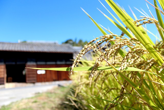 【食べ比べ】40枚クッキー2種「いちご＆きな粉」計2袋セット。全国一律ポスト投函OK