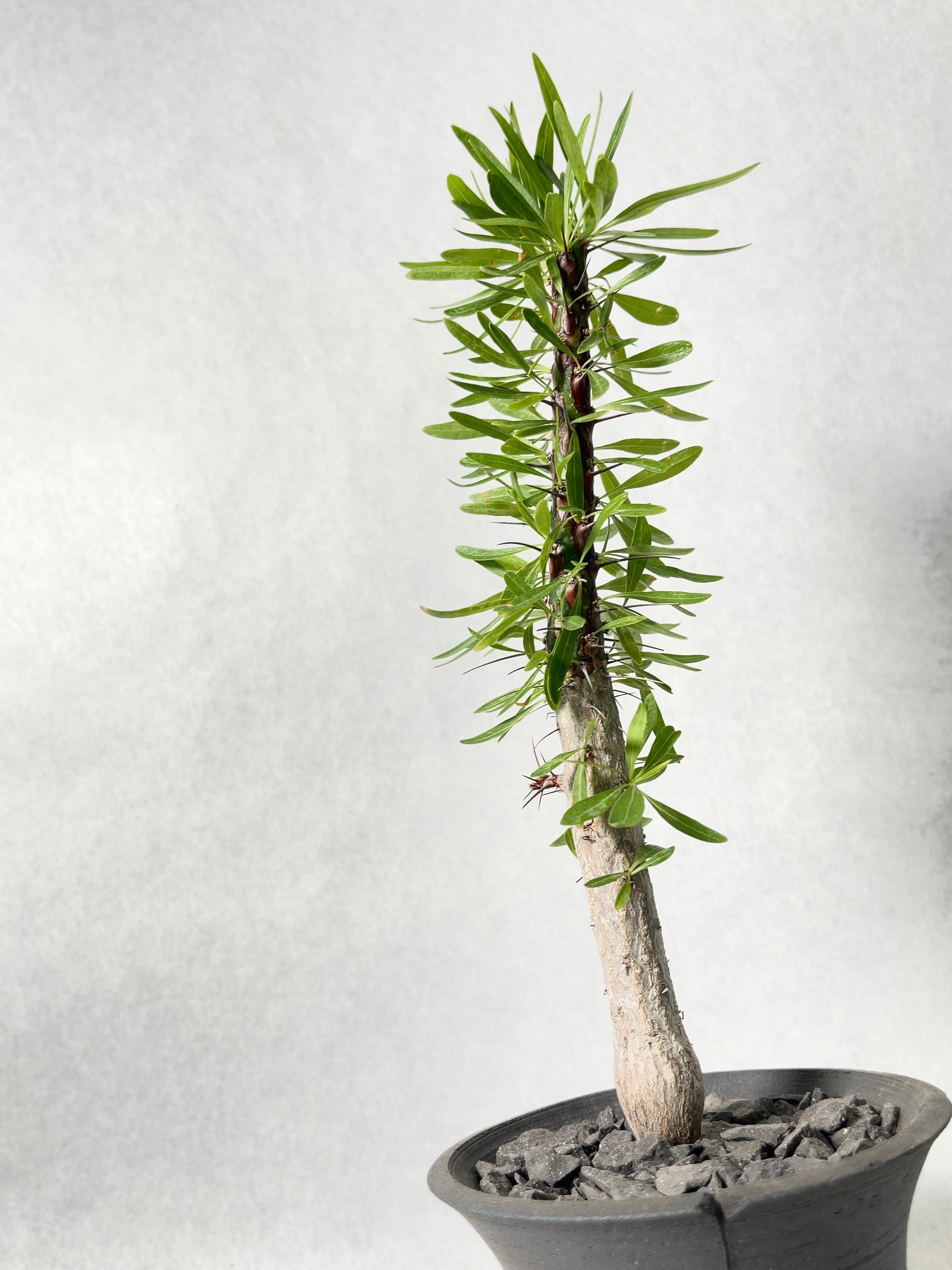 フォークイエリア・プルプシー | trigger