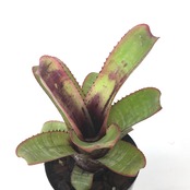 エクメア ヌディカウリス ’セイデル・ブラジル’【982】