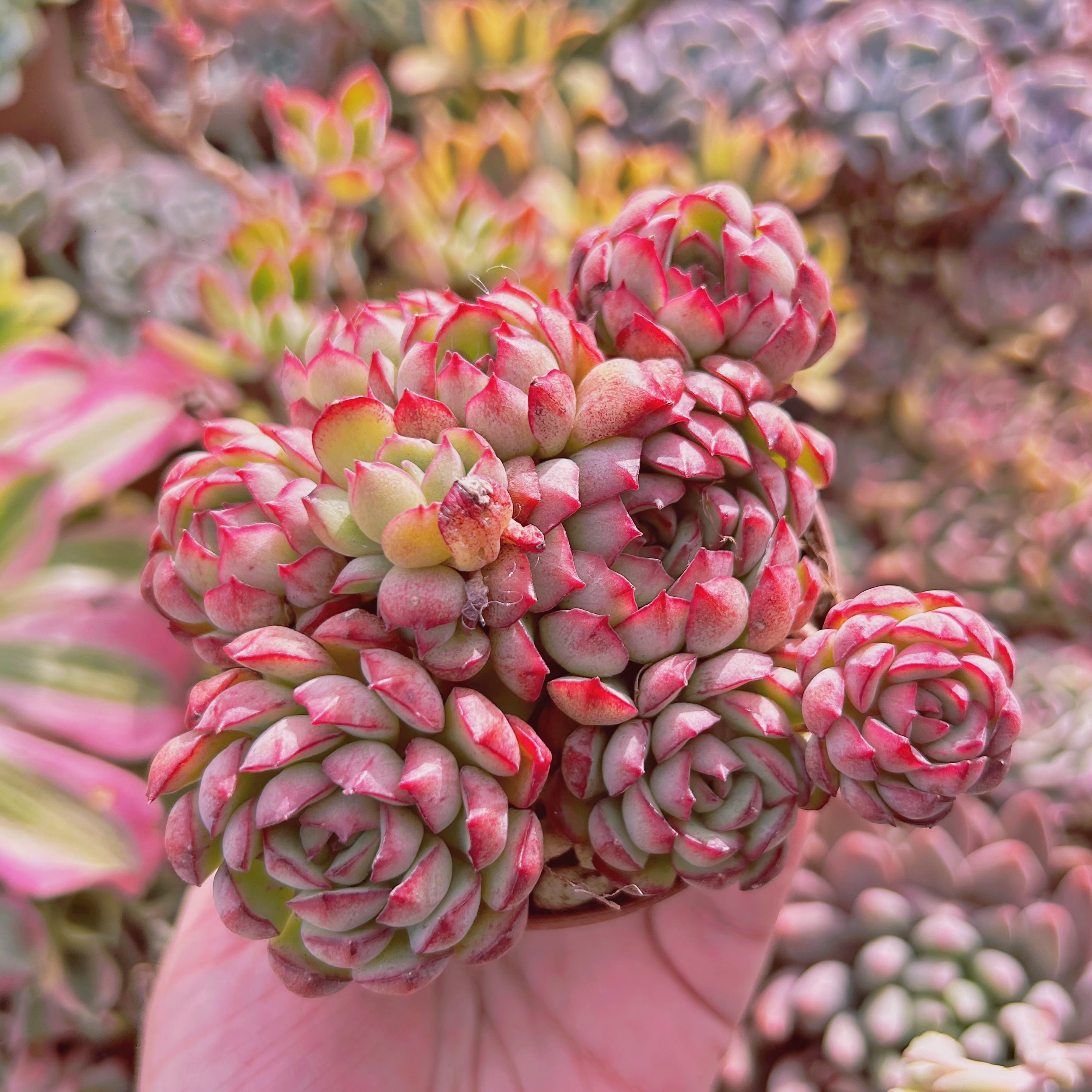 多肉植物　Echeveria  ドリームローズ　3～5頭　大群生