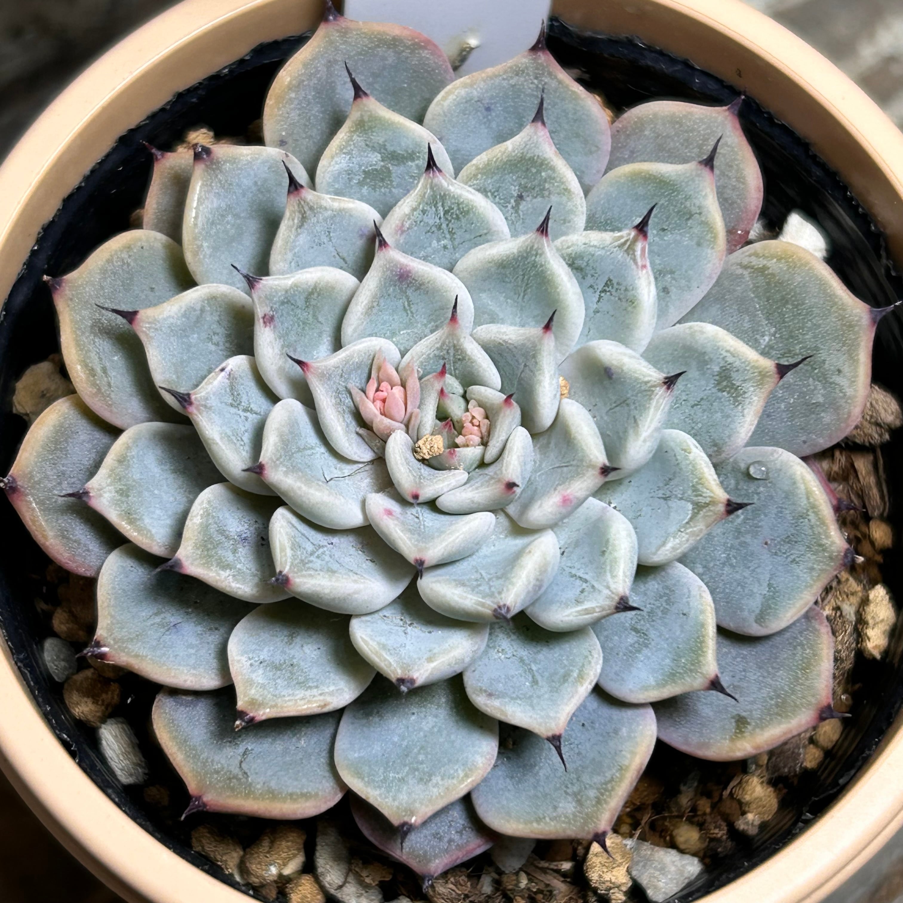 T) ブルーレンズ オブツーサ錦 ハオルチア | RuPo 多肉植物専門店