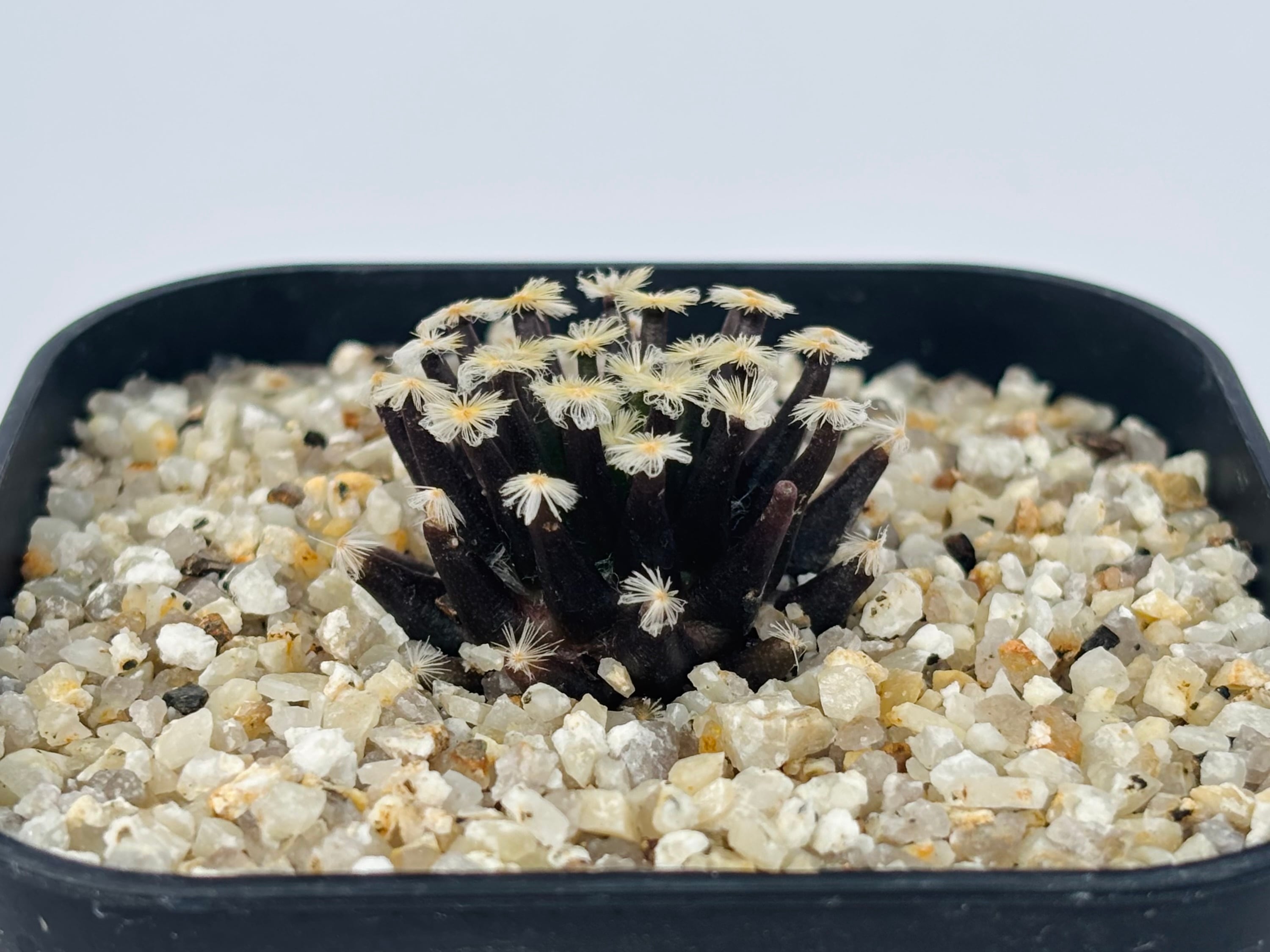 Mammillaria schiedeana マミラリア 黒肌明星 サボテン | plants MARU