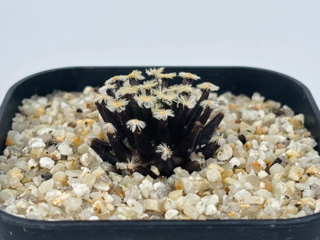 Mammillaria schiedeana　マミラリア　黒肌明星　サボテン