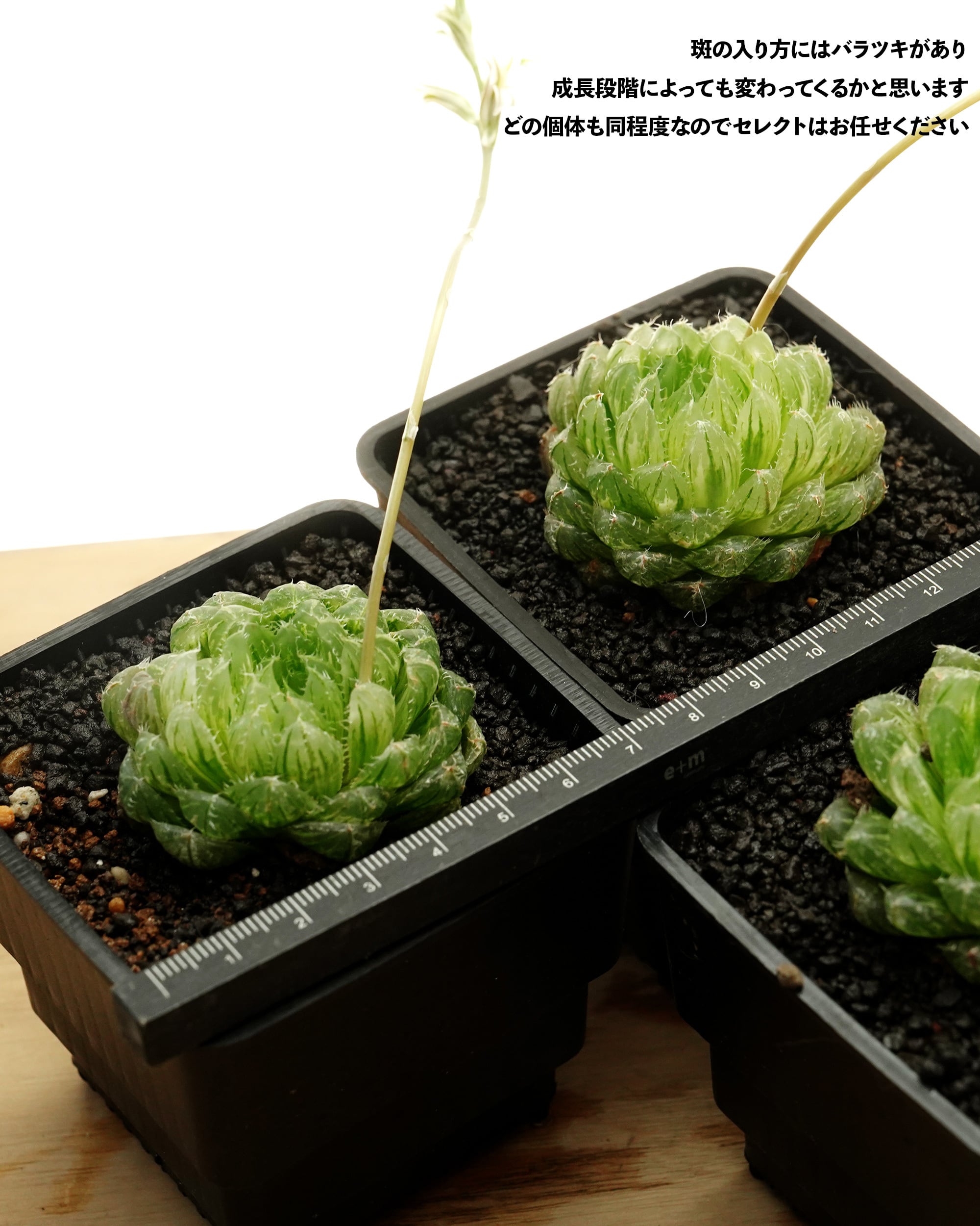 抜き苗 ハオルチア エメラルドLED錦 Haworthia 'Emerald LED