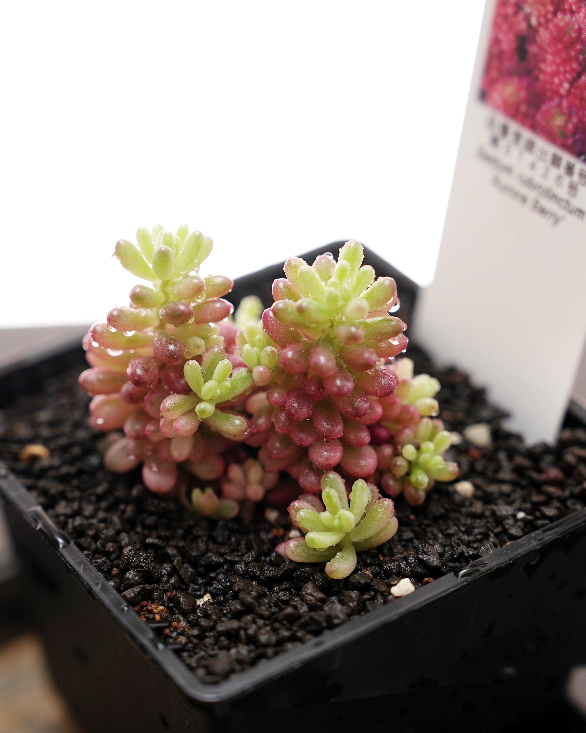 抜き苗 リトープス 緑大津絵 1～1.5cm Lithops otzeniana C350 'Green