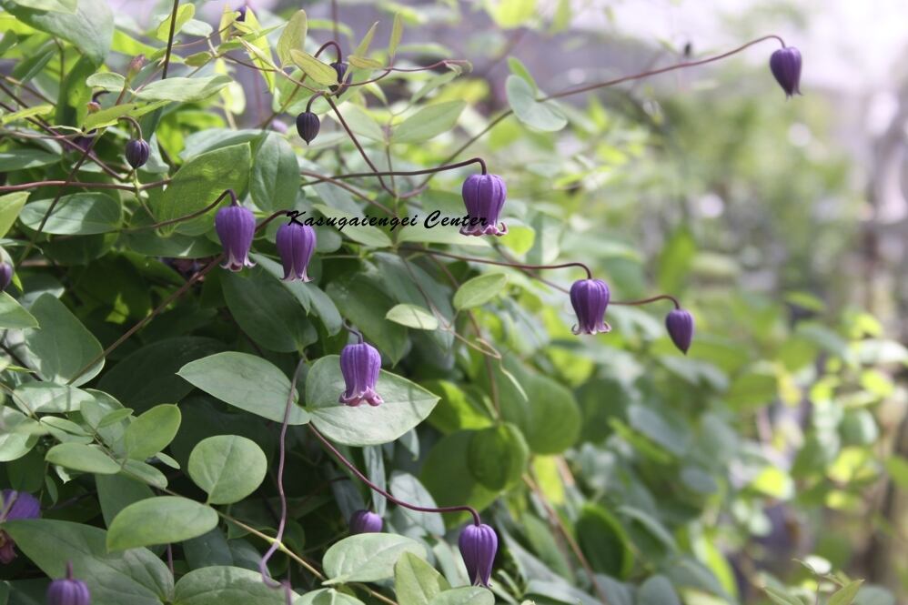 ジルバ 'Jitterbug' -ヴィオルナ系 K-18